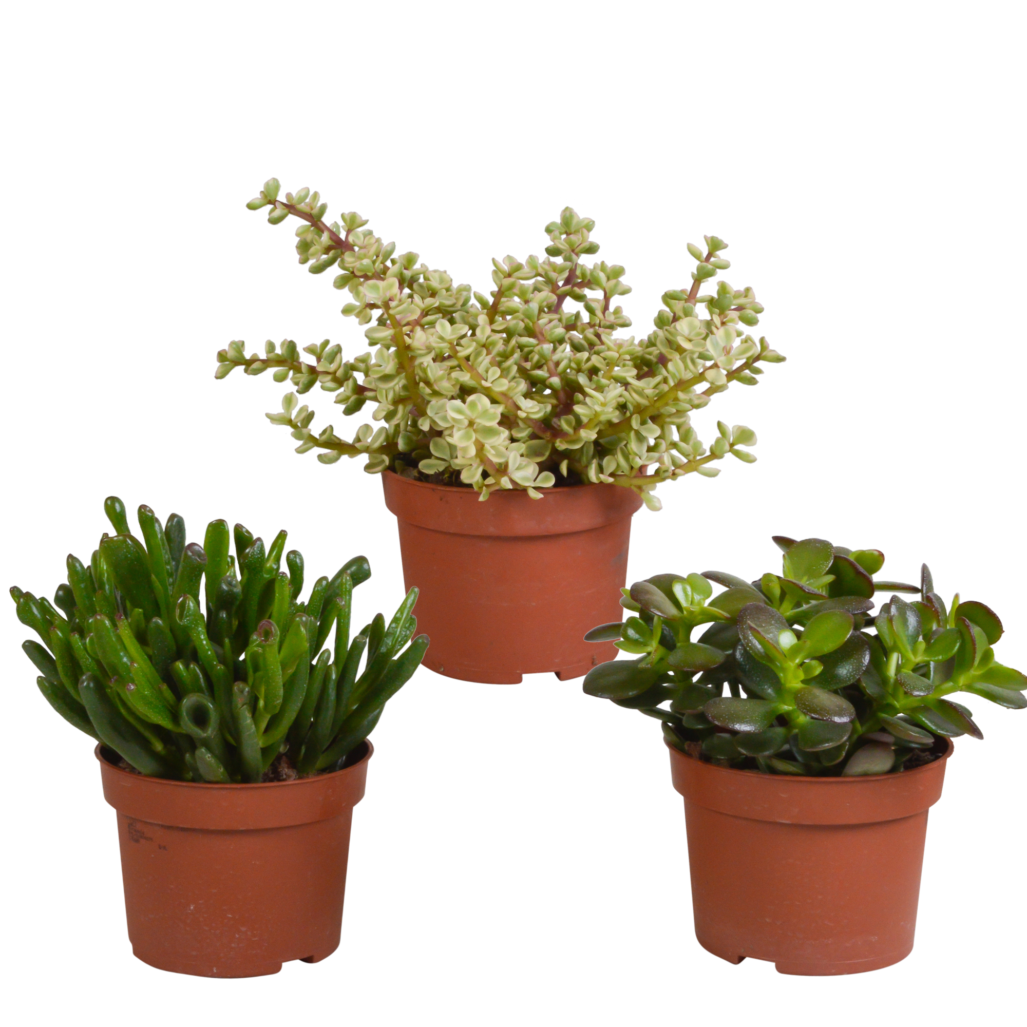 Crassula Mix Mini Pflanzen