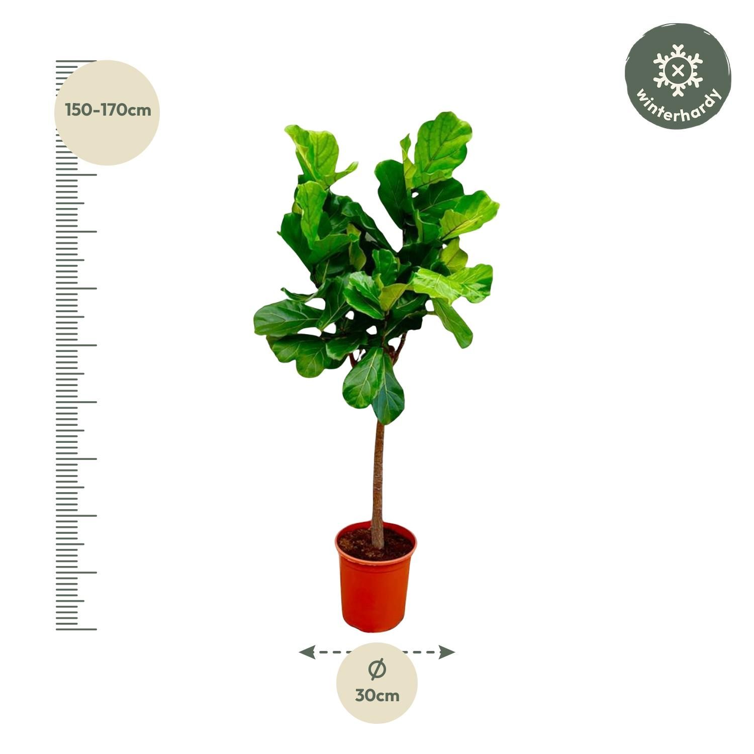 Eleganter Ficus Lyrata Zimmerpflanze mit großem Stamm