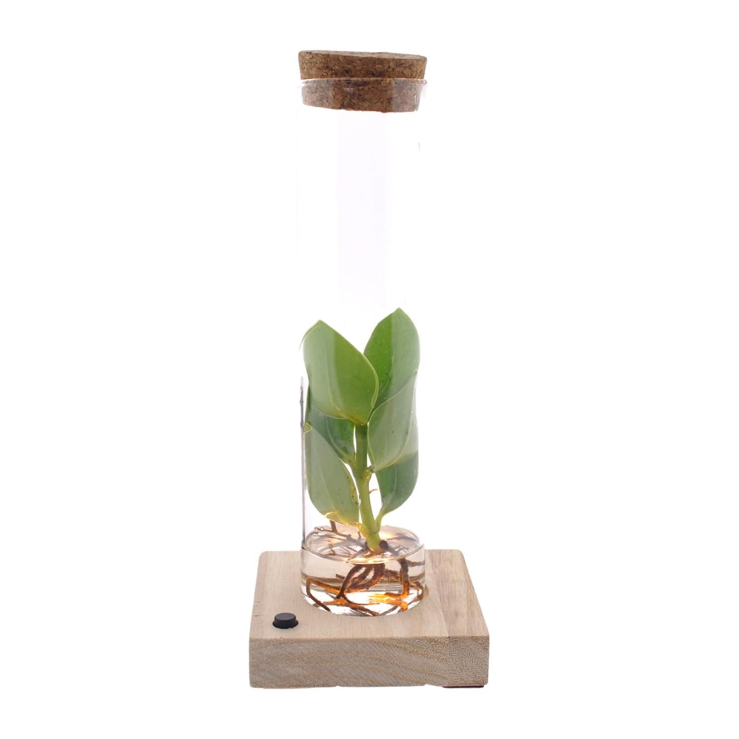 Clusia Hydroponie Pflanze in Glas mit LED