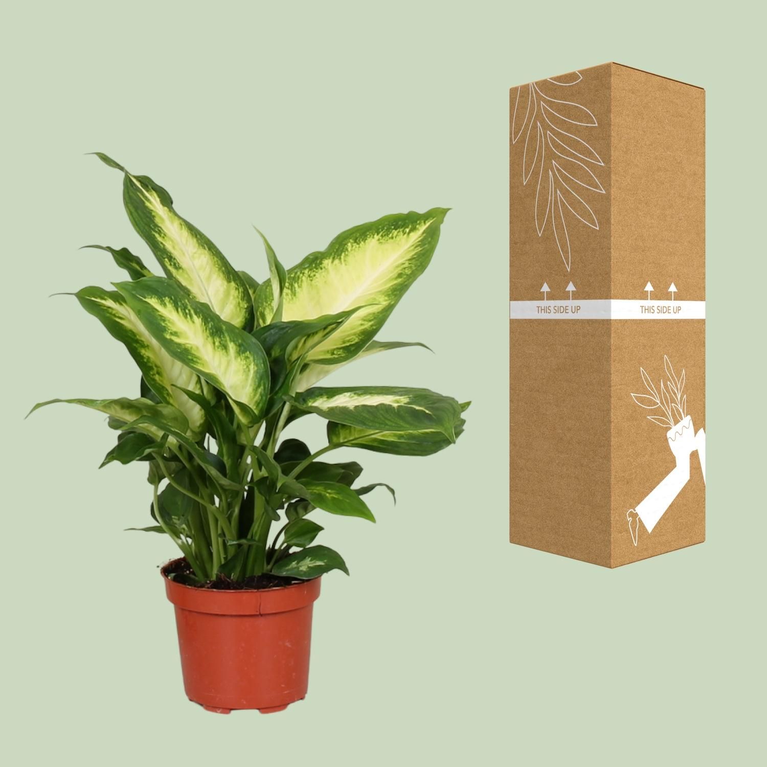 Dieffenbachia Camilla Zimmerpflanze
