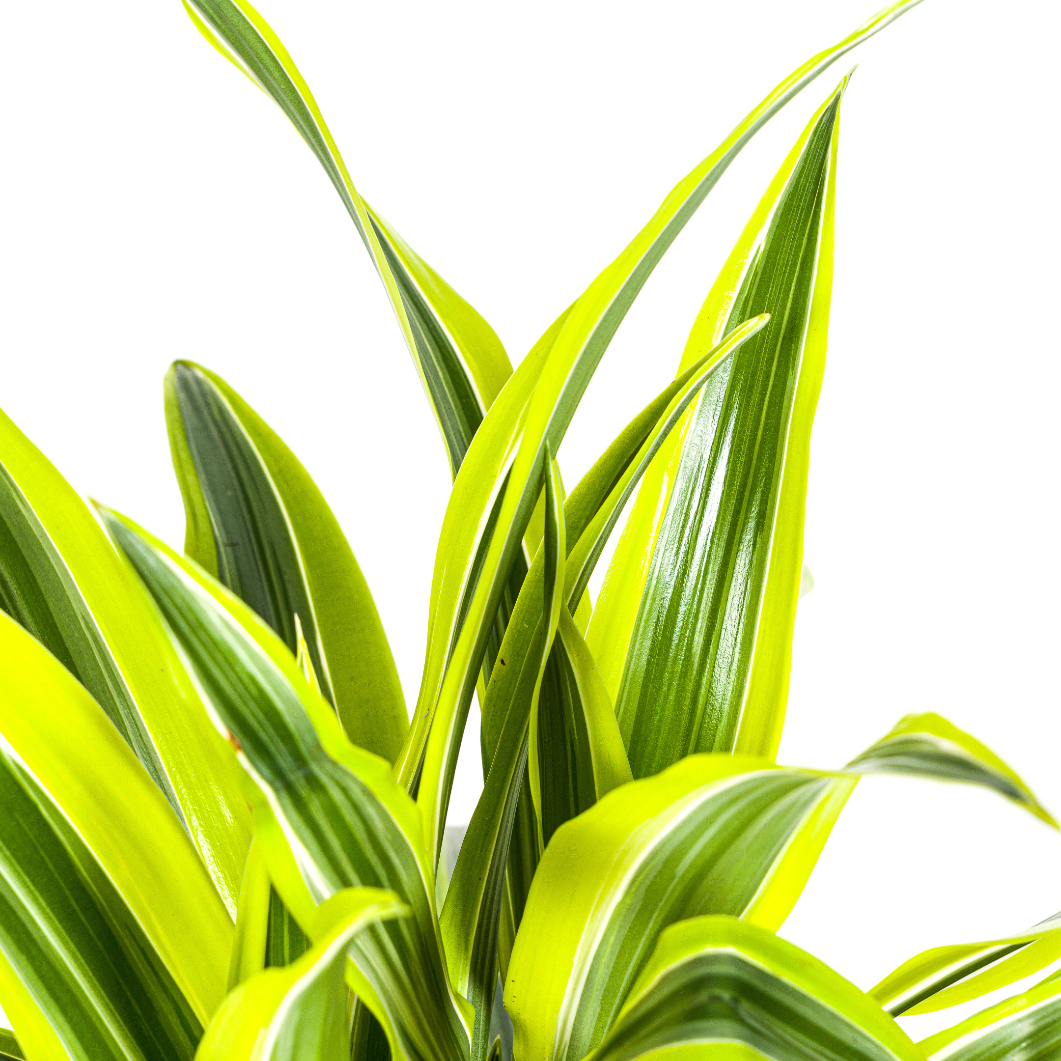 Dracaena Deremensis Lemon Lime – Ø19cm – ↕70-90cm