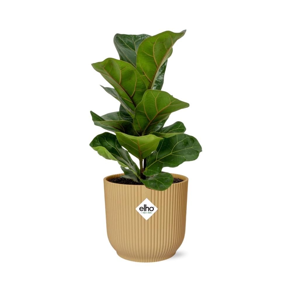 Ficus Lyrata Bambino in dekorativem ELHO Vibes Fold Topf
