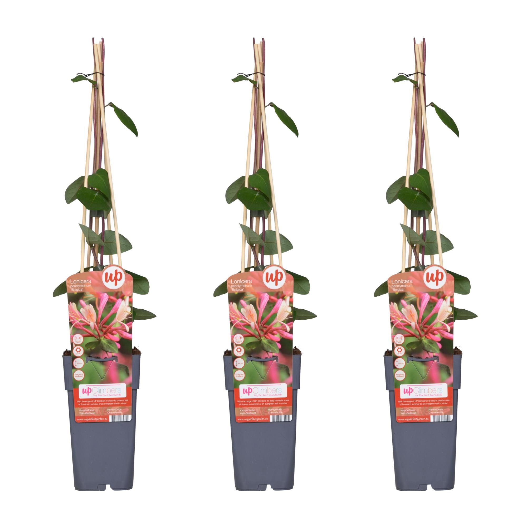 Lonicera Belgica Kletterpflanze