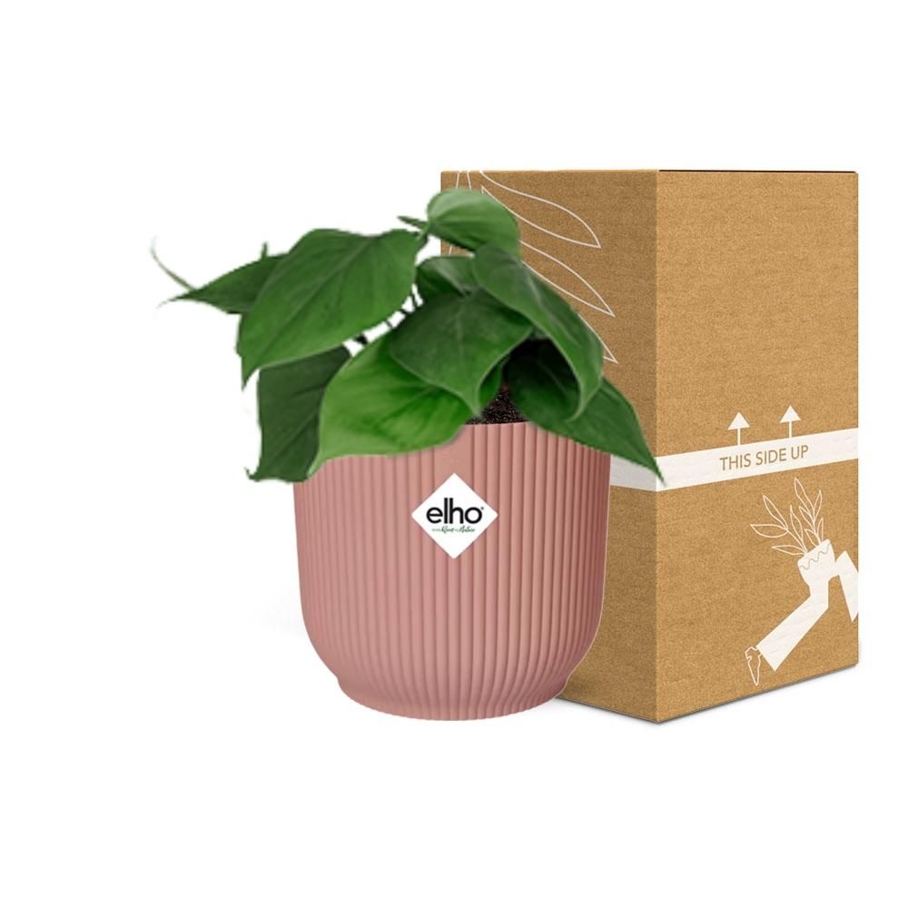 Philodendron Scandens - Elegante Zimmerpflanze mit Kletterranken