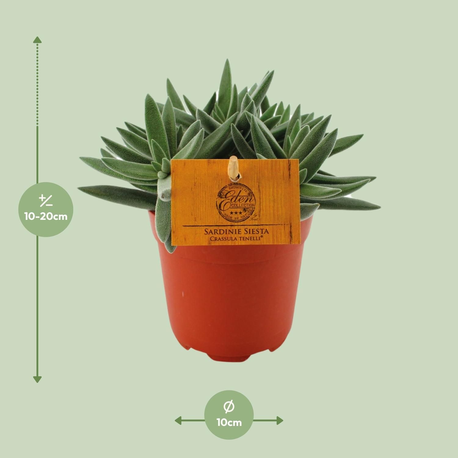 Crassula Tenelli Jadepflanze