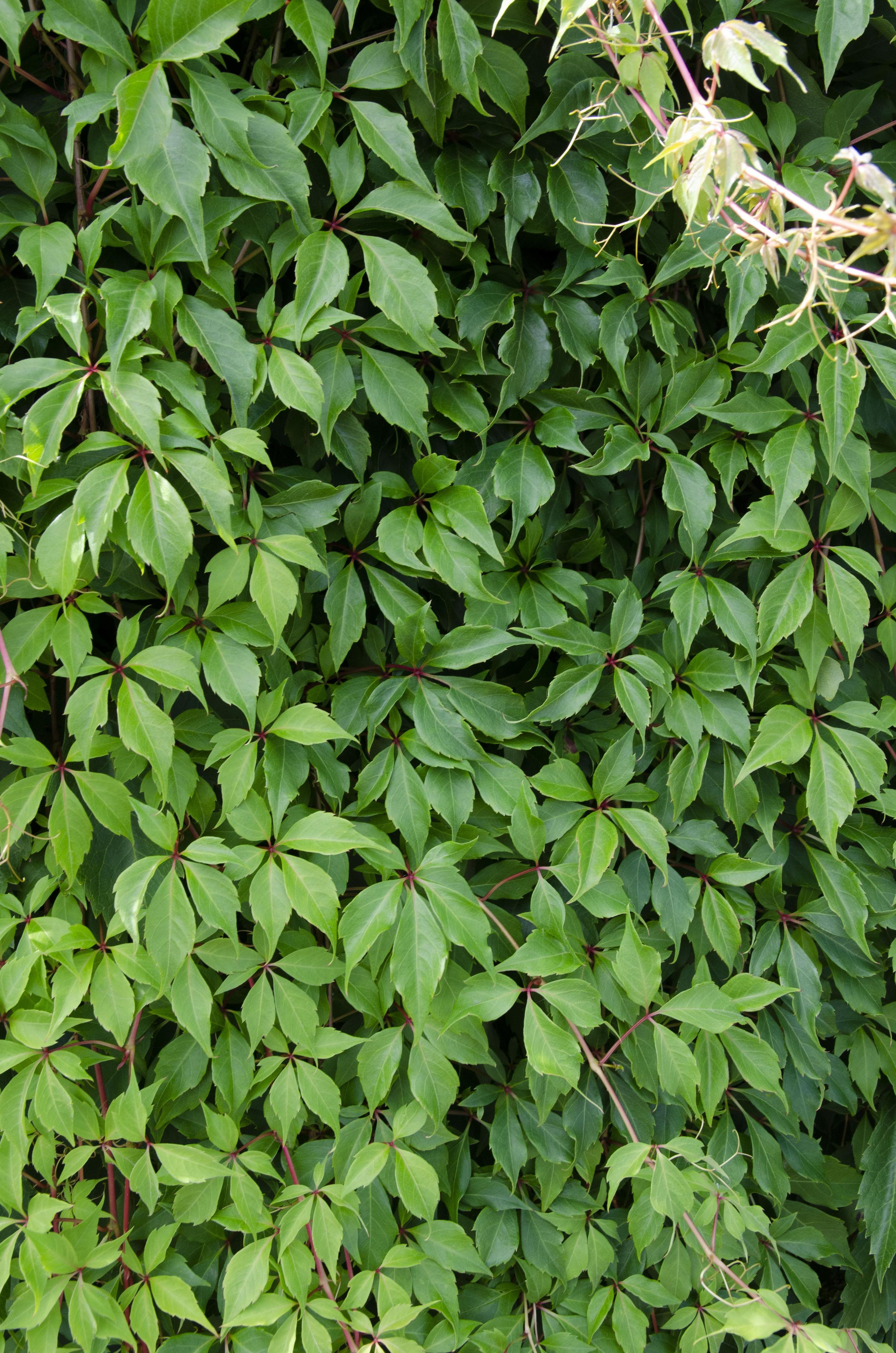 Wild Wingerd Parthenocissus Engelmannii Kletterpflanze