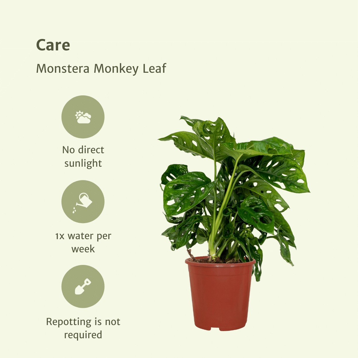 Monstera Monkey Leaf Zimmerpflanze