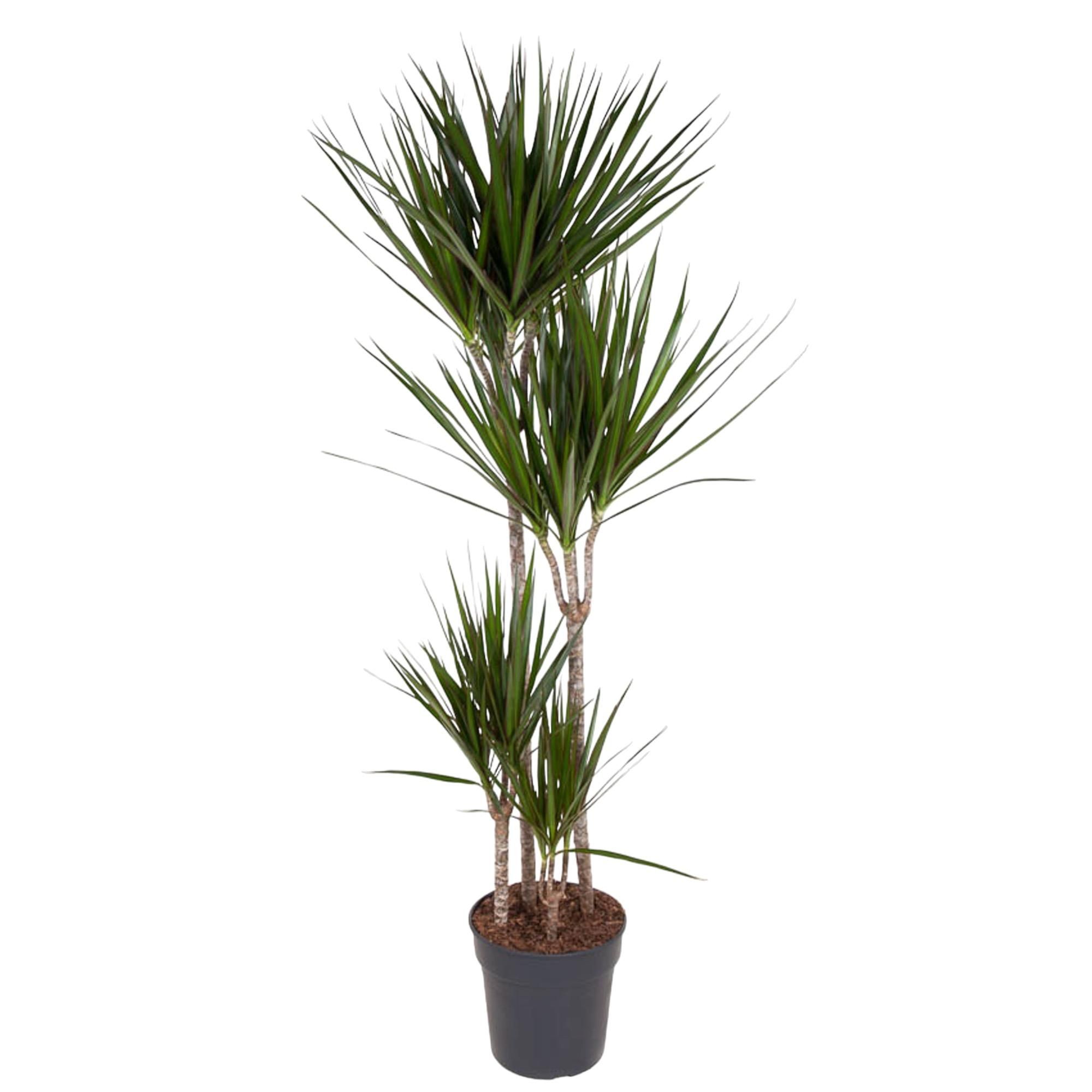 Dracaena Marginata Elegante Zimmerpflanze