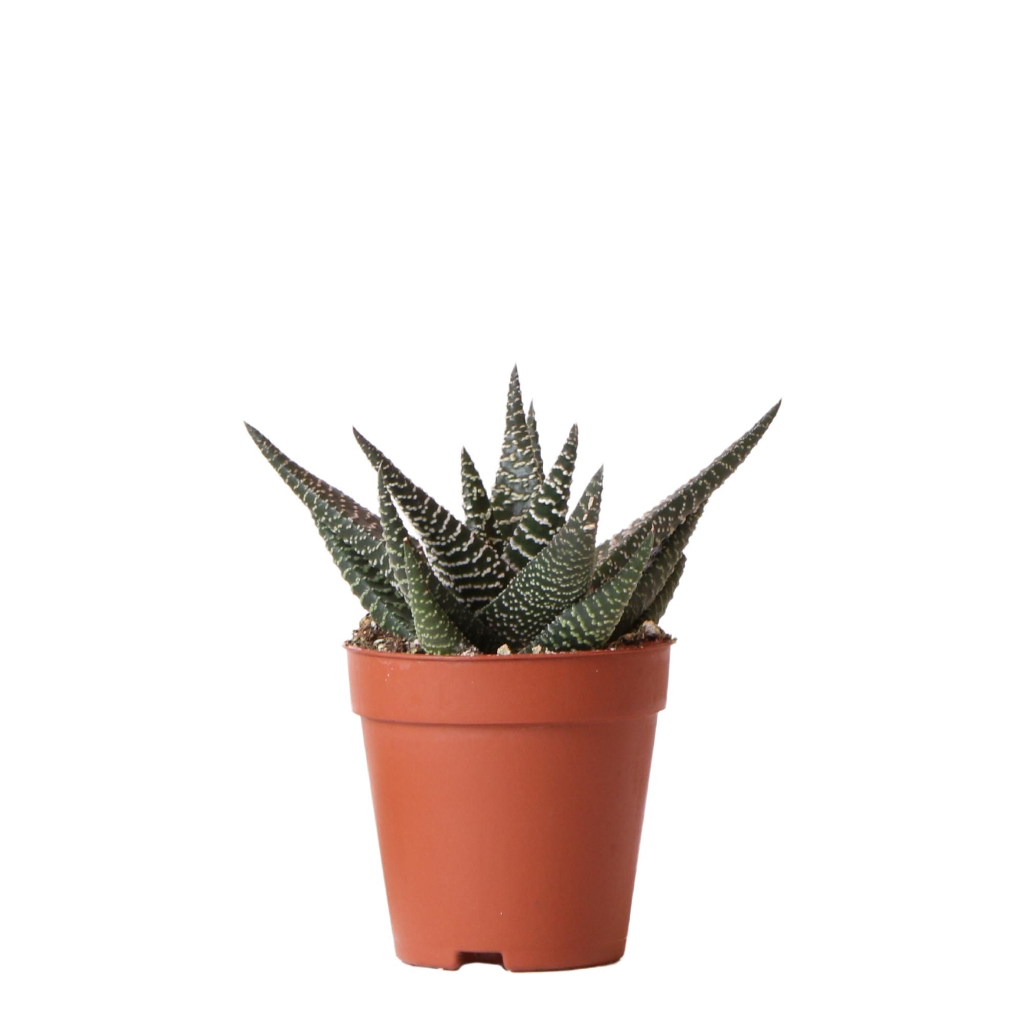 Haworthia Royal Highness Sukkulente Grünpflanze