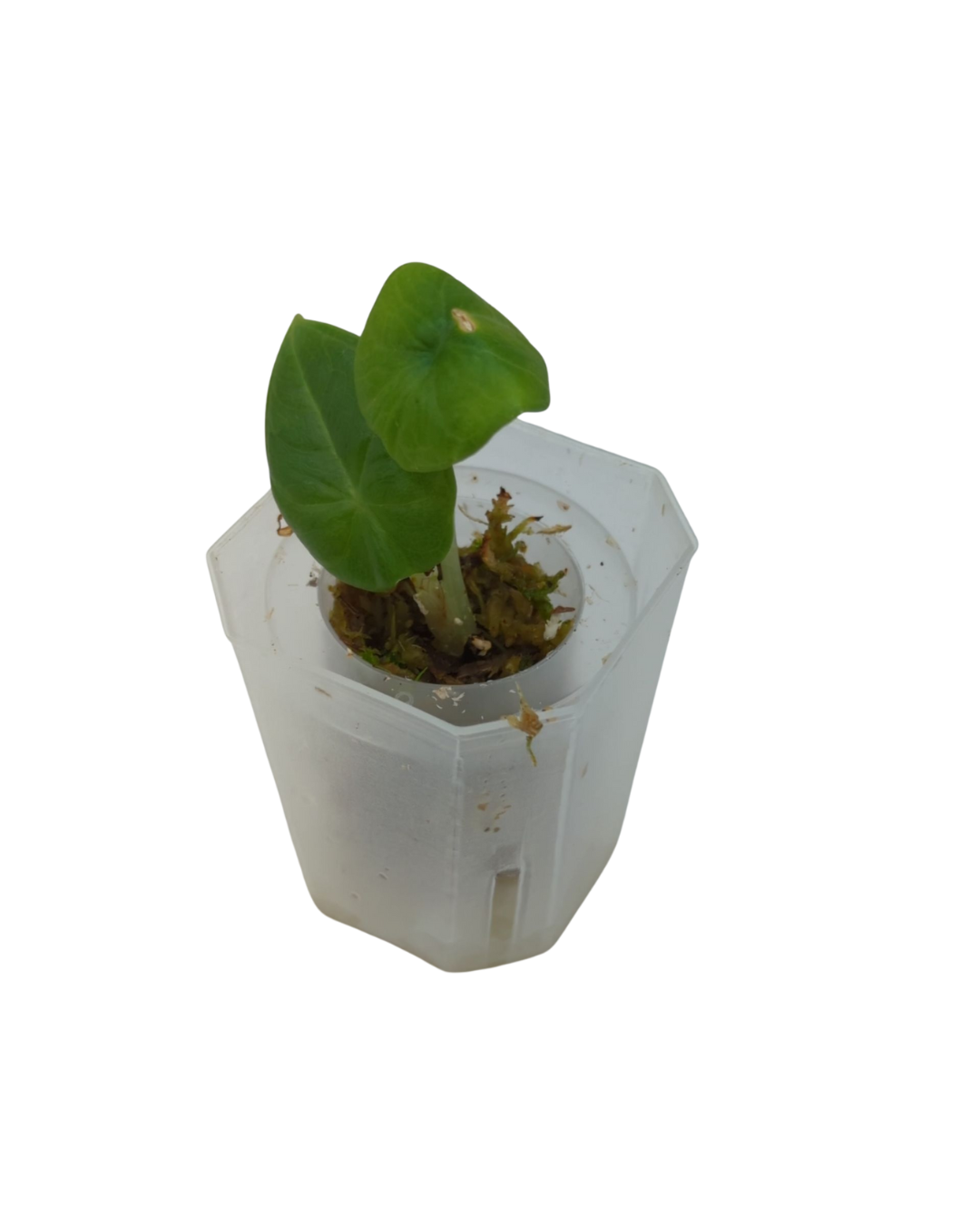 Alocasia maharani