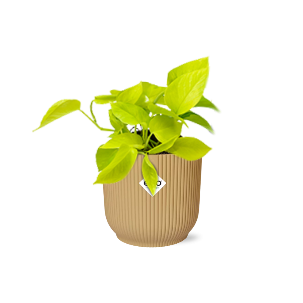 Epipremnum Pinnatum Goldener Pothos in dekorativem ELHO Vibes Fold Übertopf