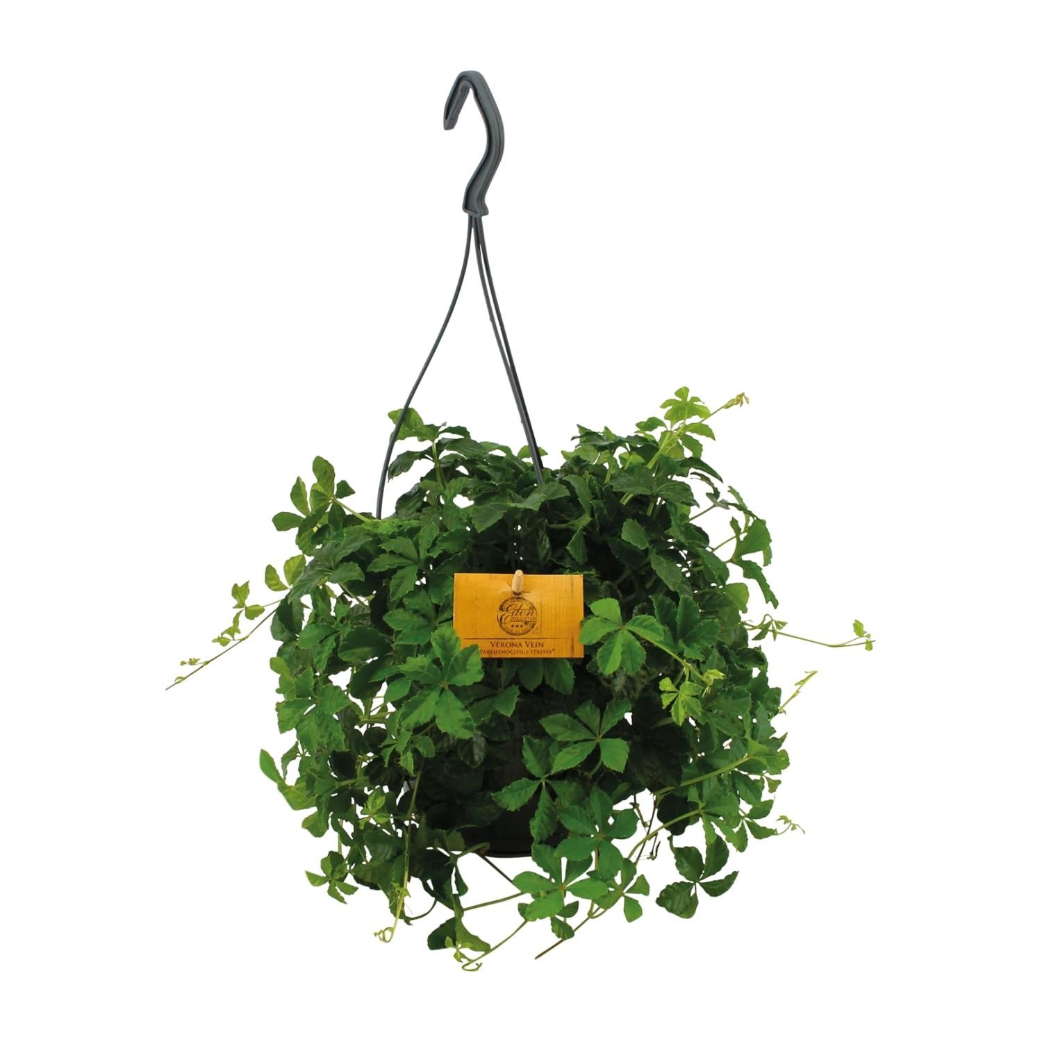 Parthenocissus Striata Efeu Kletterpflanze