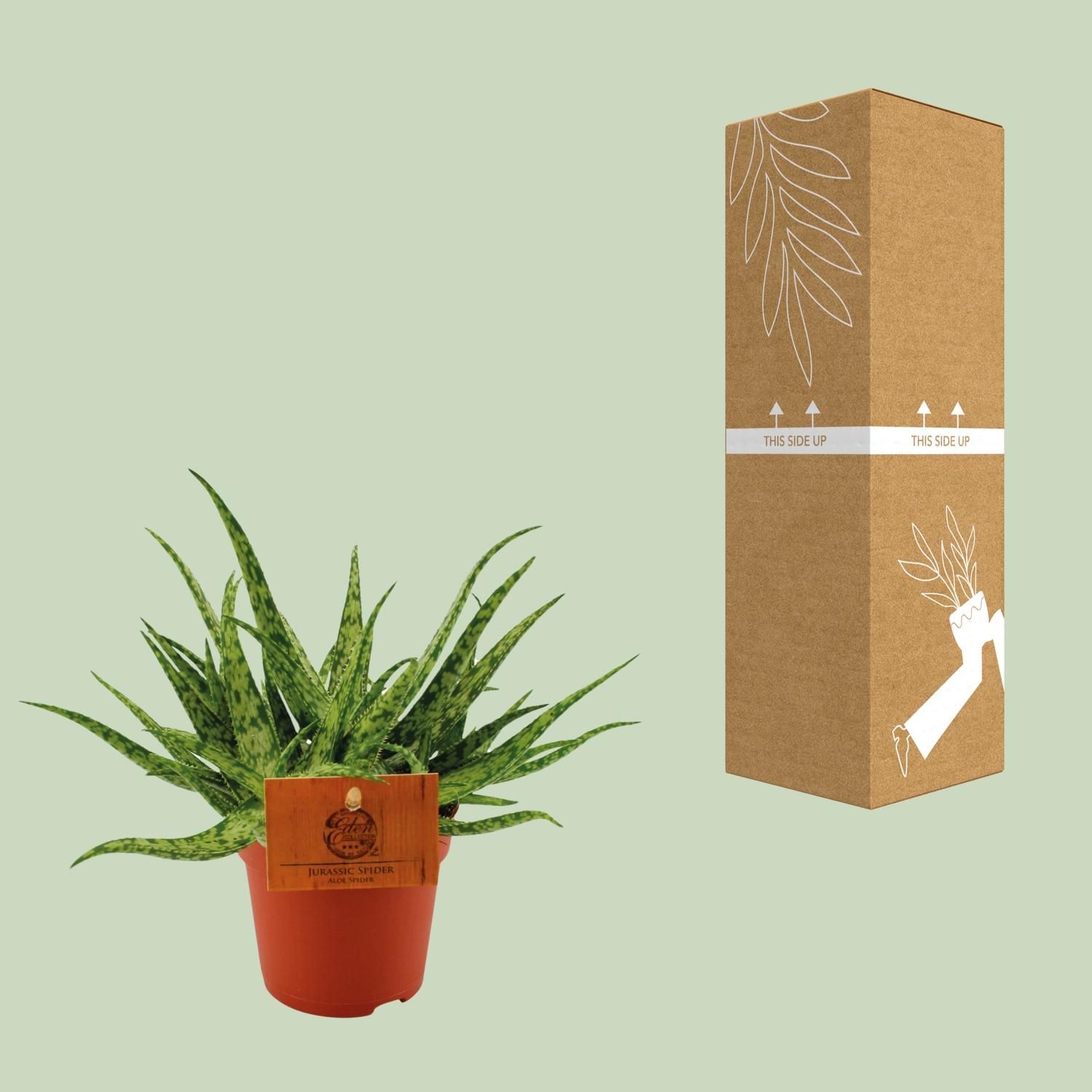 Aloe Spider Zimmerpflanze