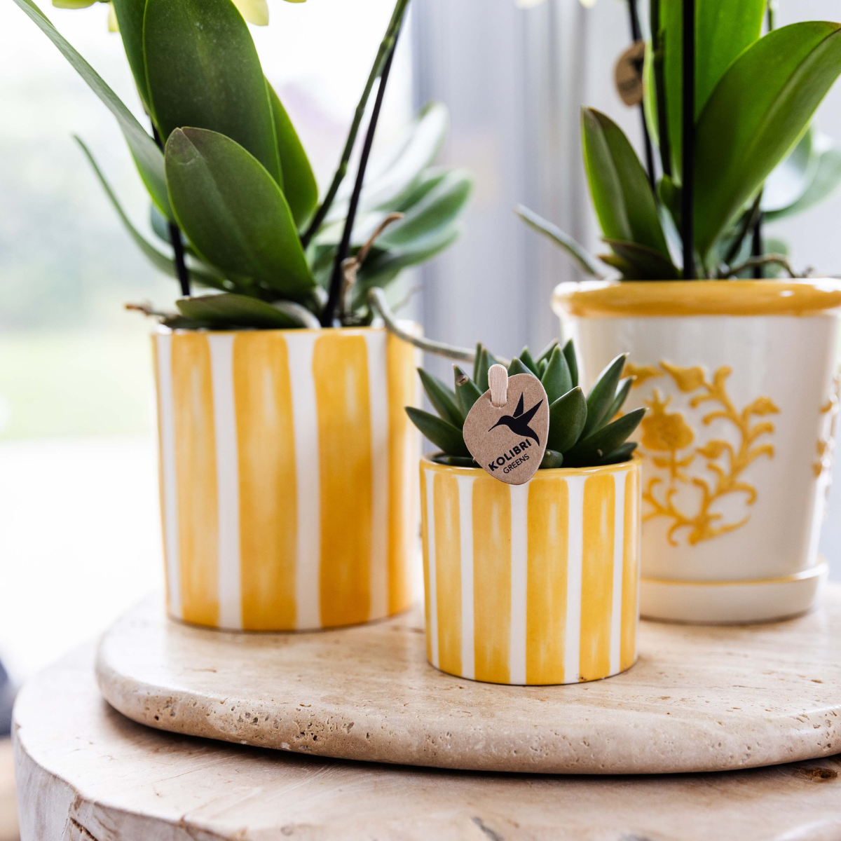 Ostergeschenkset Klein | Grüne Pflanze & Gelbe Orchidee | In Painted Stripe Übertöpfen auf Tablett