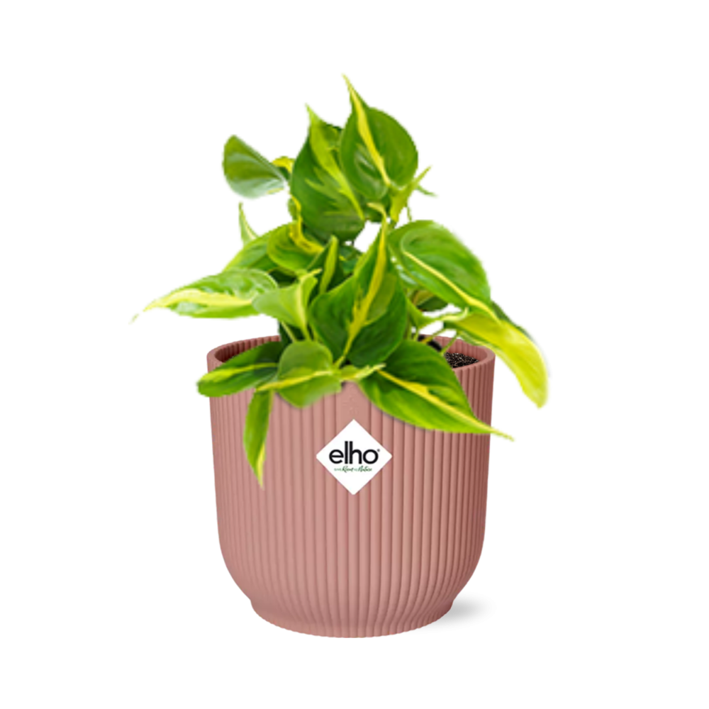 Philodendron Scandens Brasil Zimmerpflanze