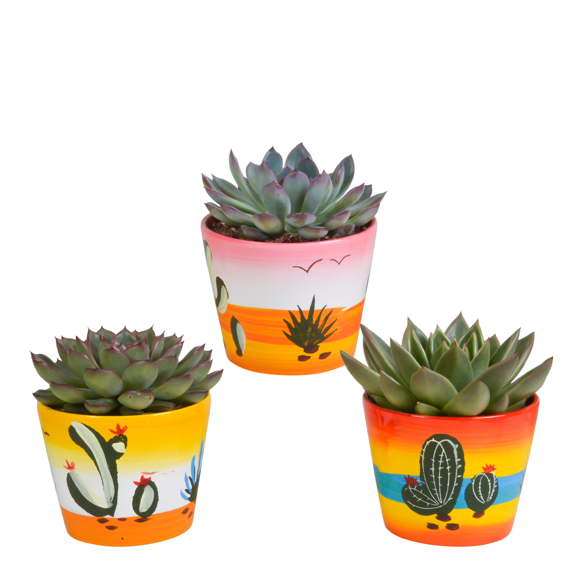 Echeveria Mix in handbemaltem Mexikaner Topf