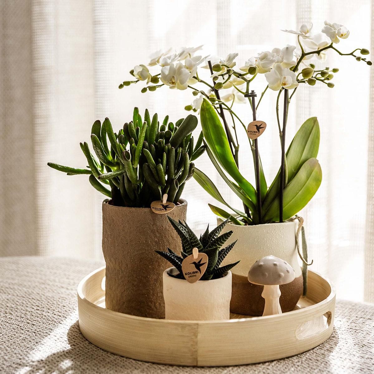 Pflanzenset Slow Living | Weiße Orchidee & Sukkulenten | Keramik-Übertöpfe
