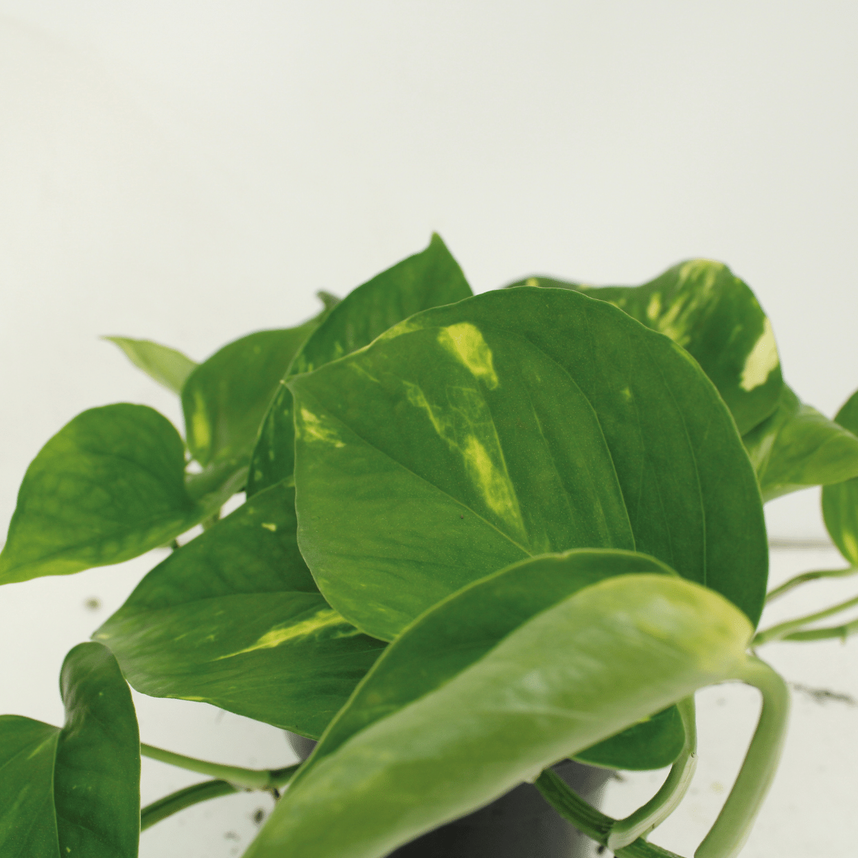 Epipremnum Aureum Zimmerpflanze