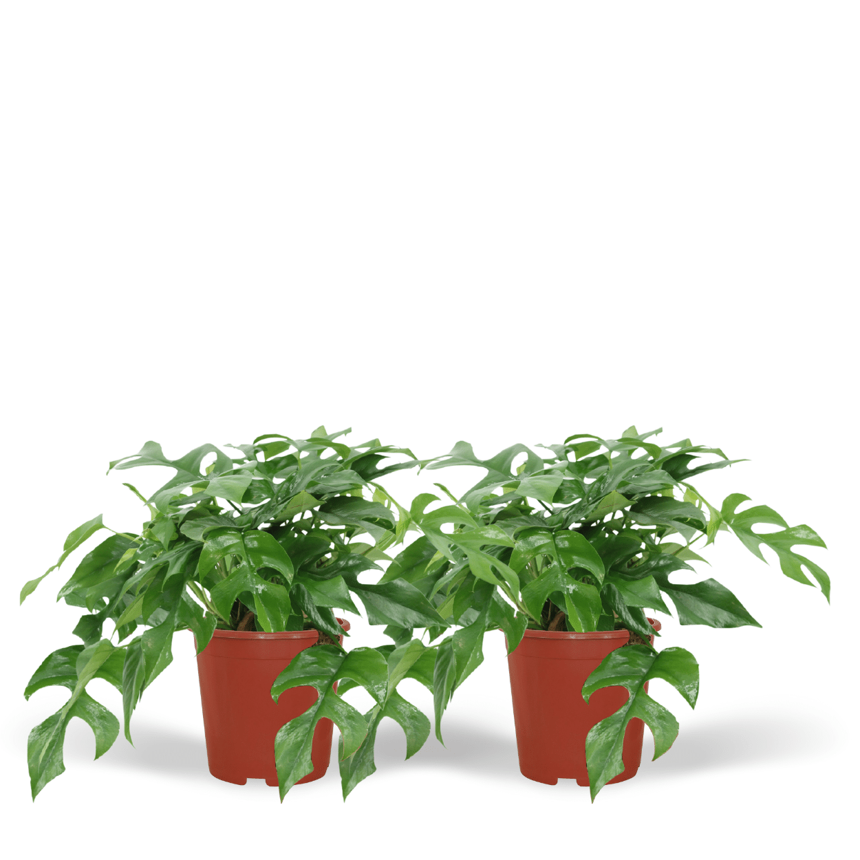 Monstera Minima Zimmerpflanze