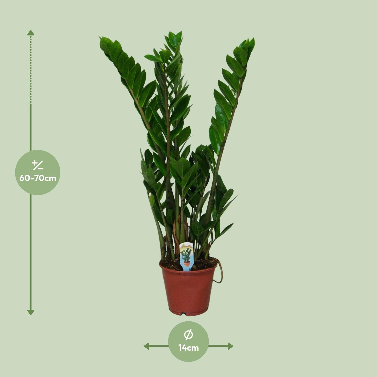 Zamioculcas Zimmerpflanze mit glänzendem Laub