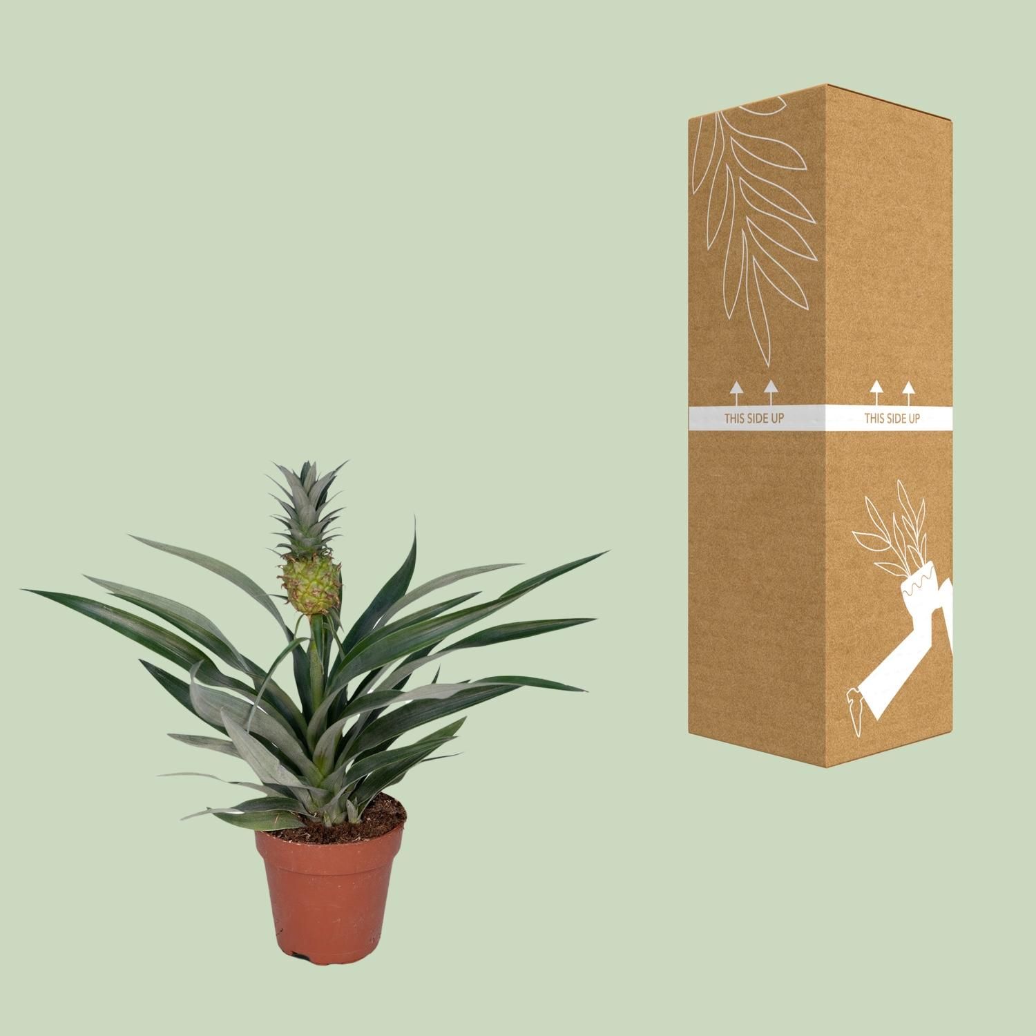 Tropische Bromelia Ananas Zimmerpflanze