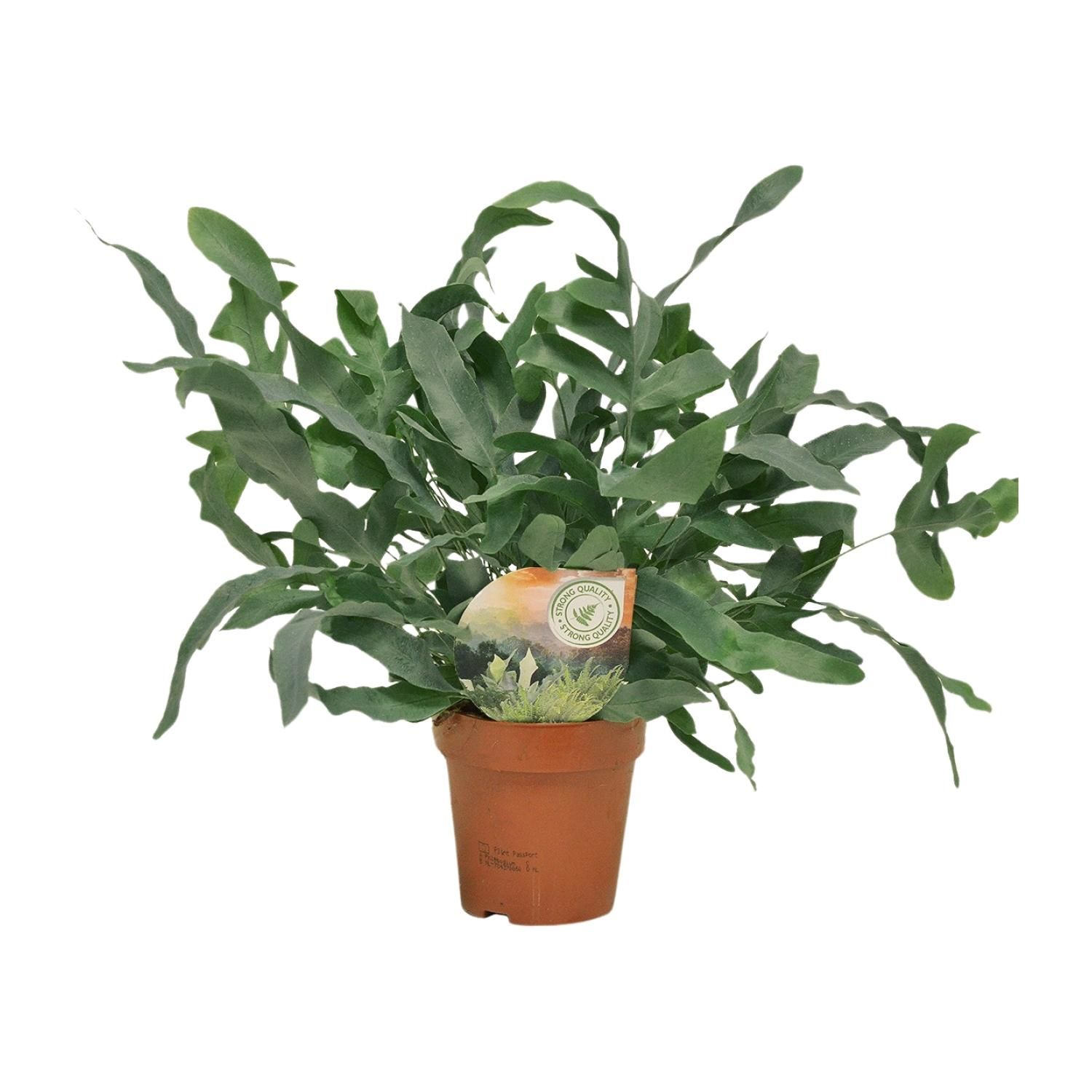 Phlebodium Blue Star Pflanze