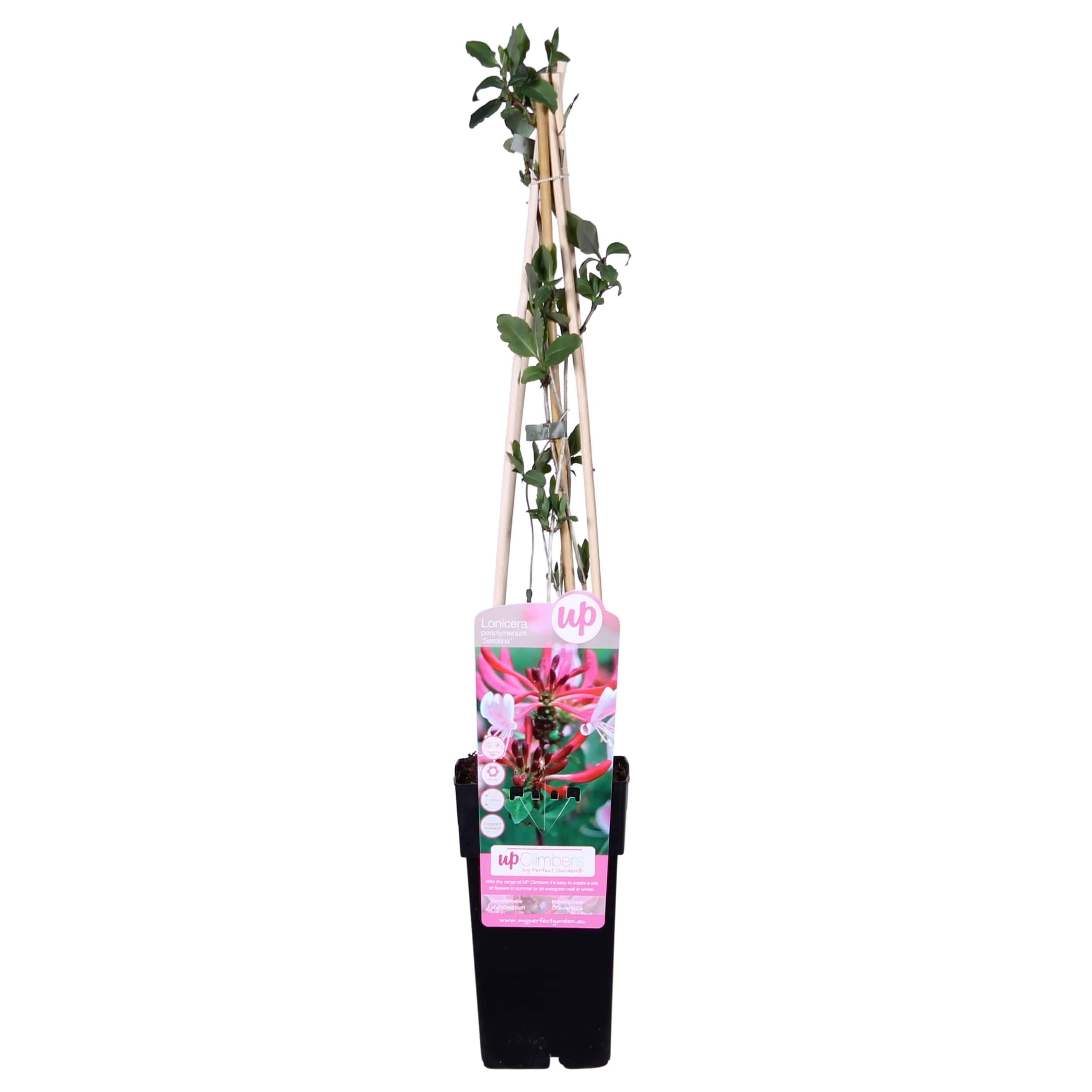 Lonicera periclymenum Serotina Kletterpflanze