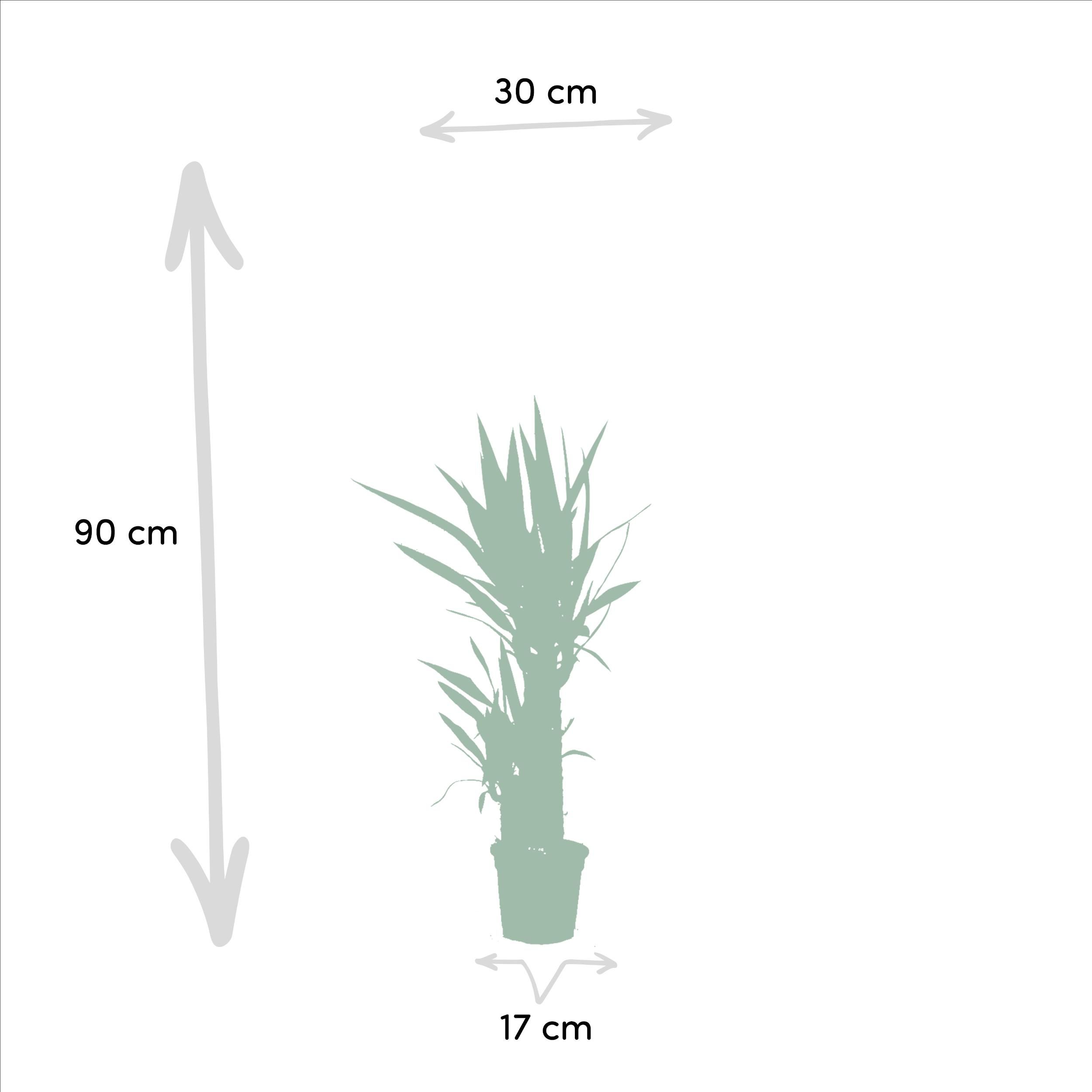 Yucca Elephantipes Zimmerpflanze im Doppelset