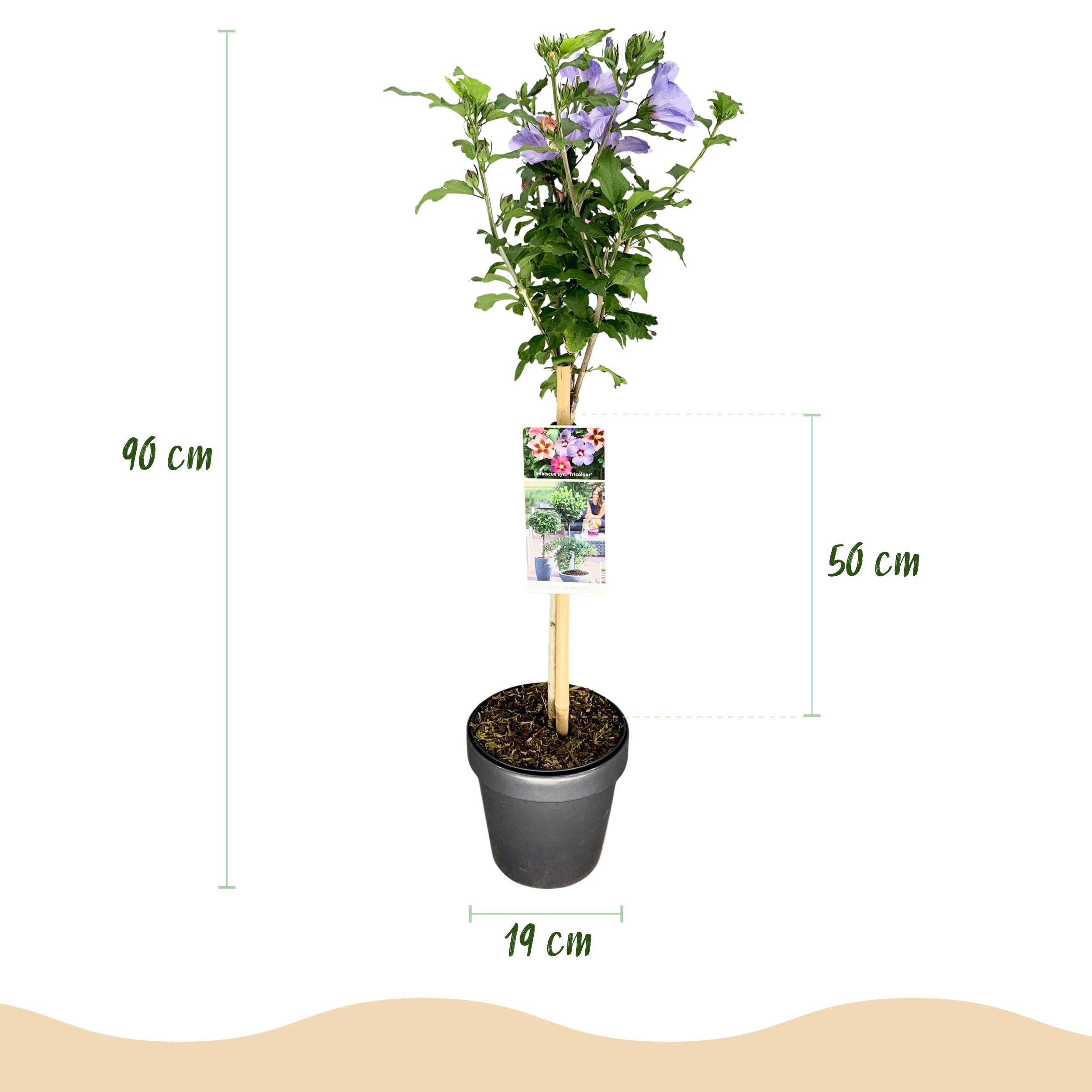 Hibiscus syriacus Tricolour – Stamm-Pflanze | Laubabwerfend | Pflegeleicht