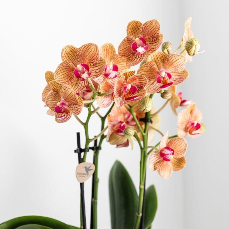 Weiße Phalaenopsis Orchidee Jamaica – Ø9cm Topf – blühende Zimmerpflanze