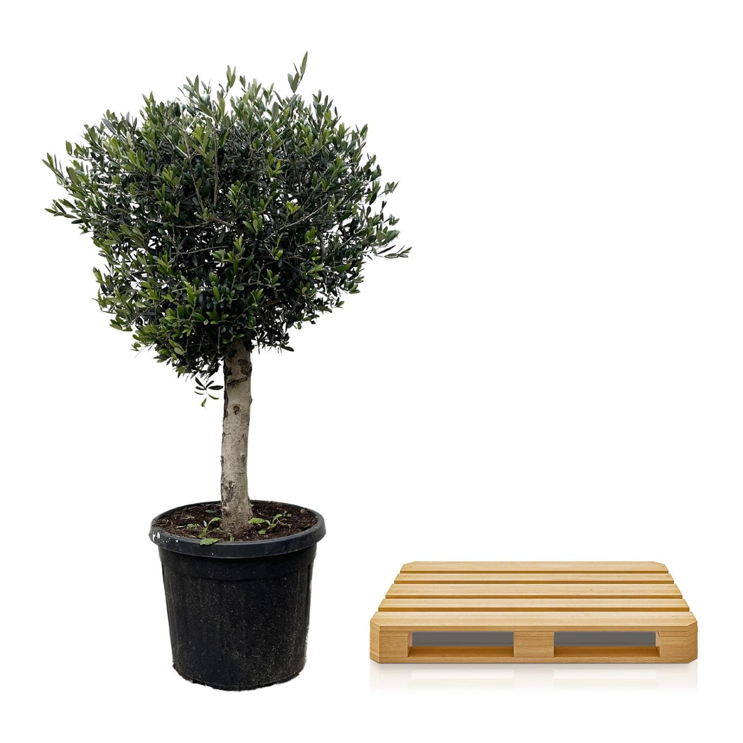 Olivenbaum Olea Europaea Lorc
