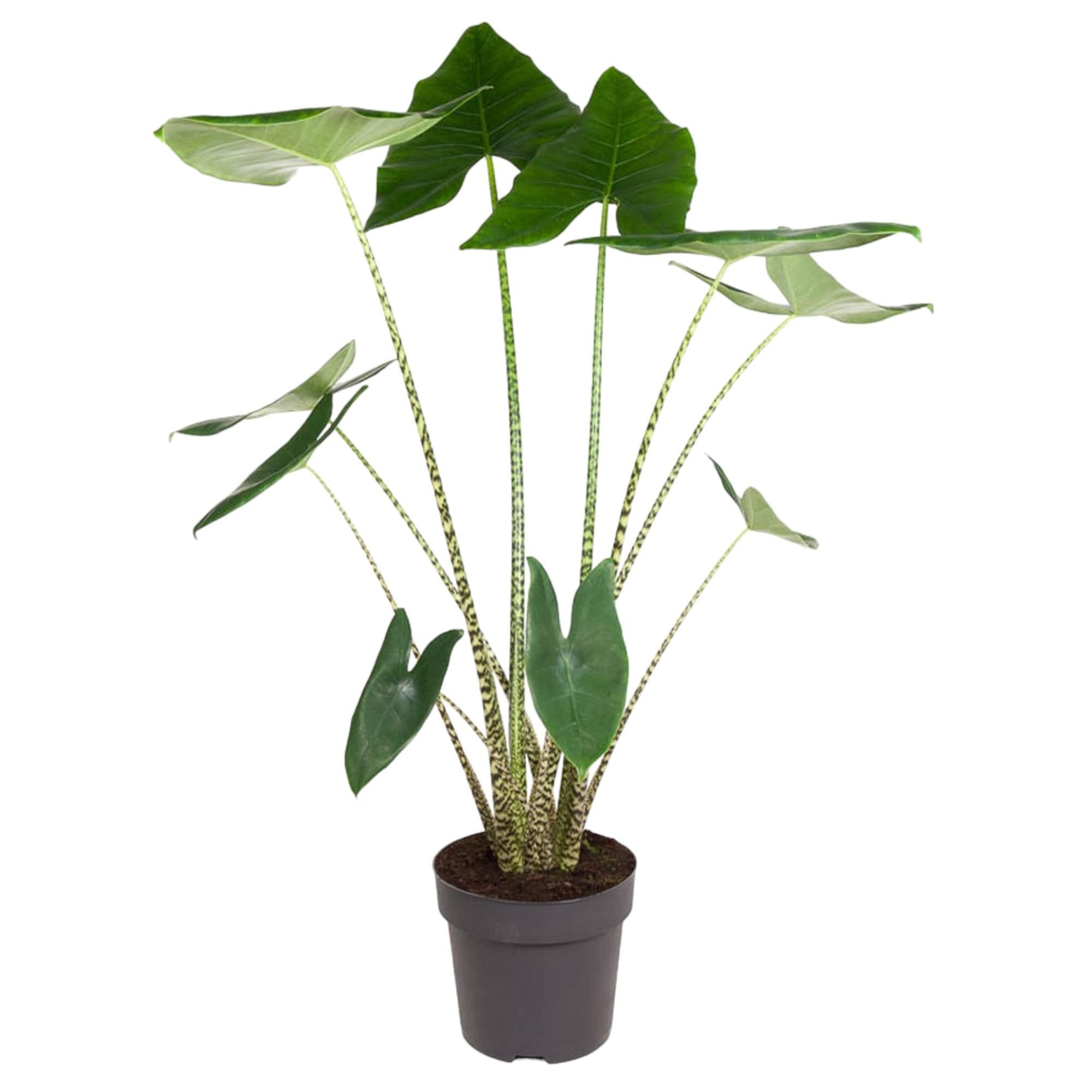 Alocasia Zebrina Zimmerpflanze