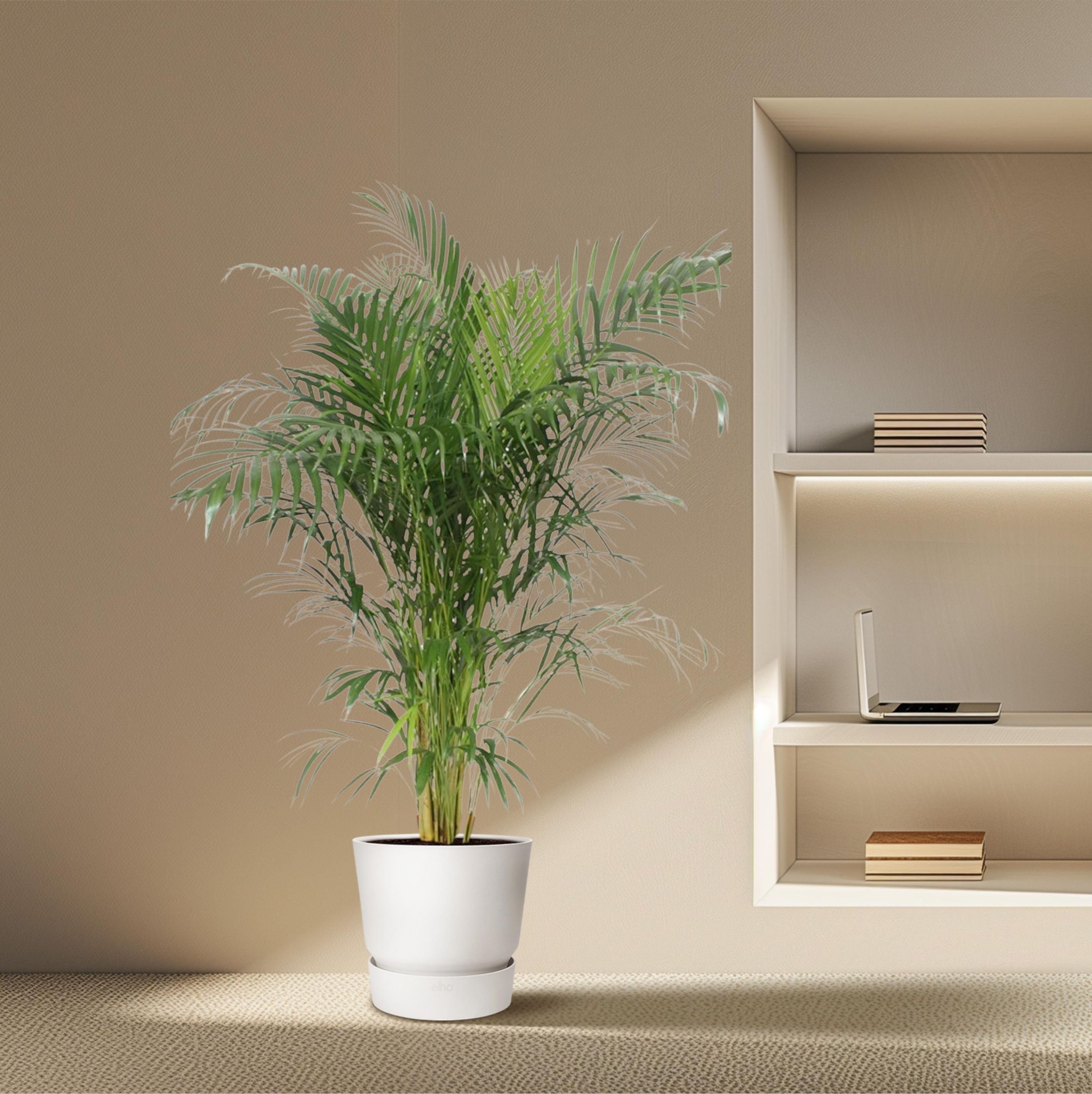 Dypsis Lutescens Areca Palm - Elegante Goldpalme