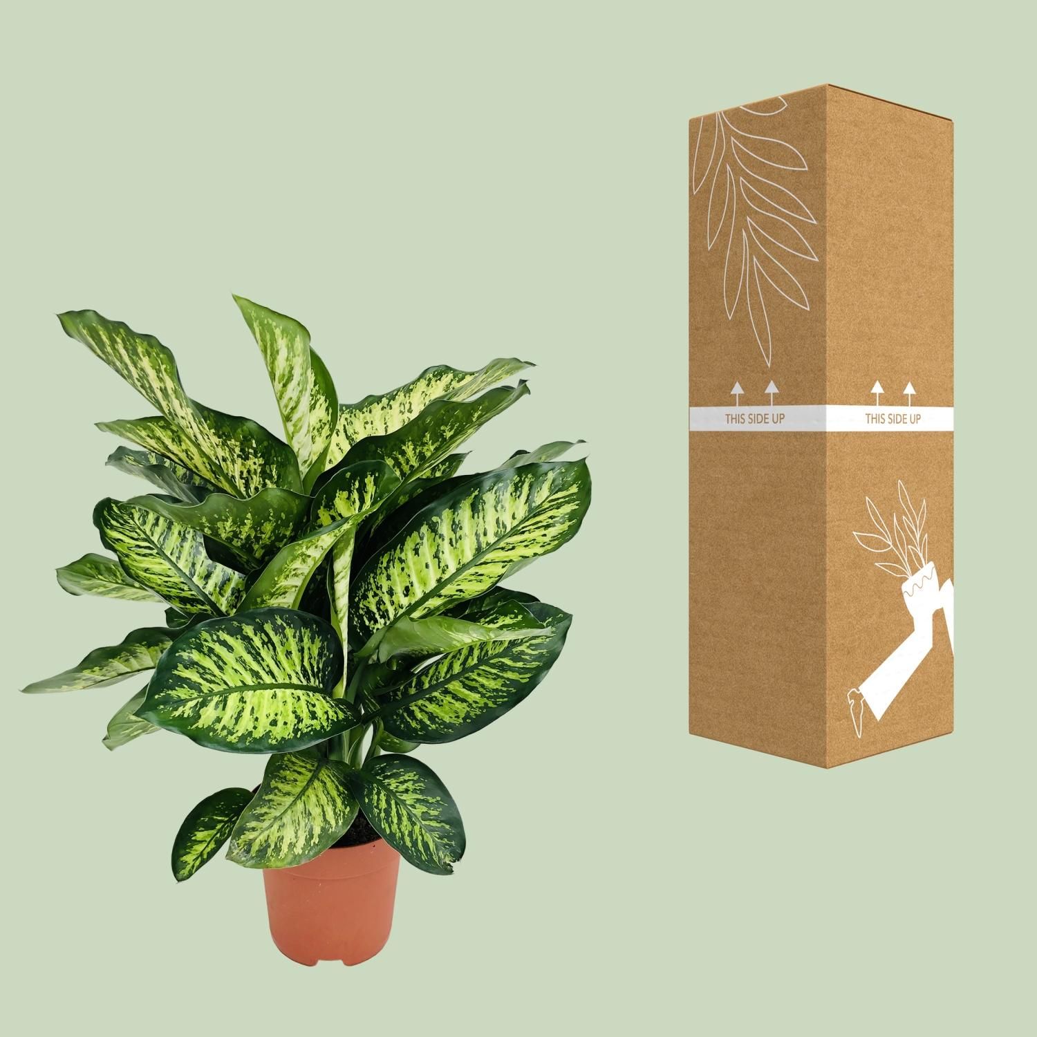 Dieffenbachia Camilla | Ø21cm Topf, 75cm Höhe | Auffälliges Laub – Stilvolle Zimmerpflanze Maroba