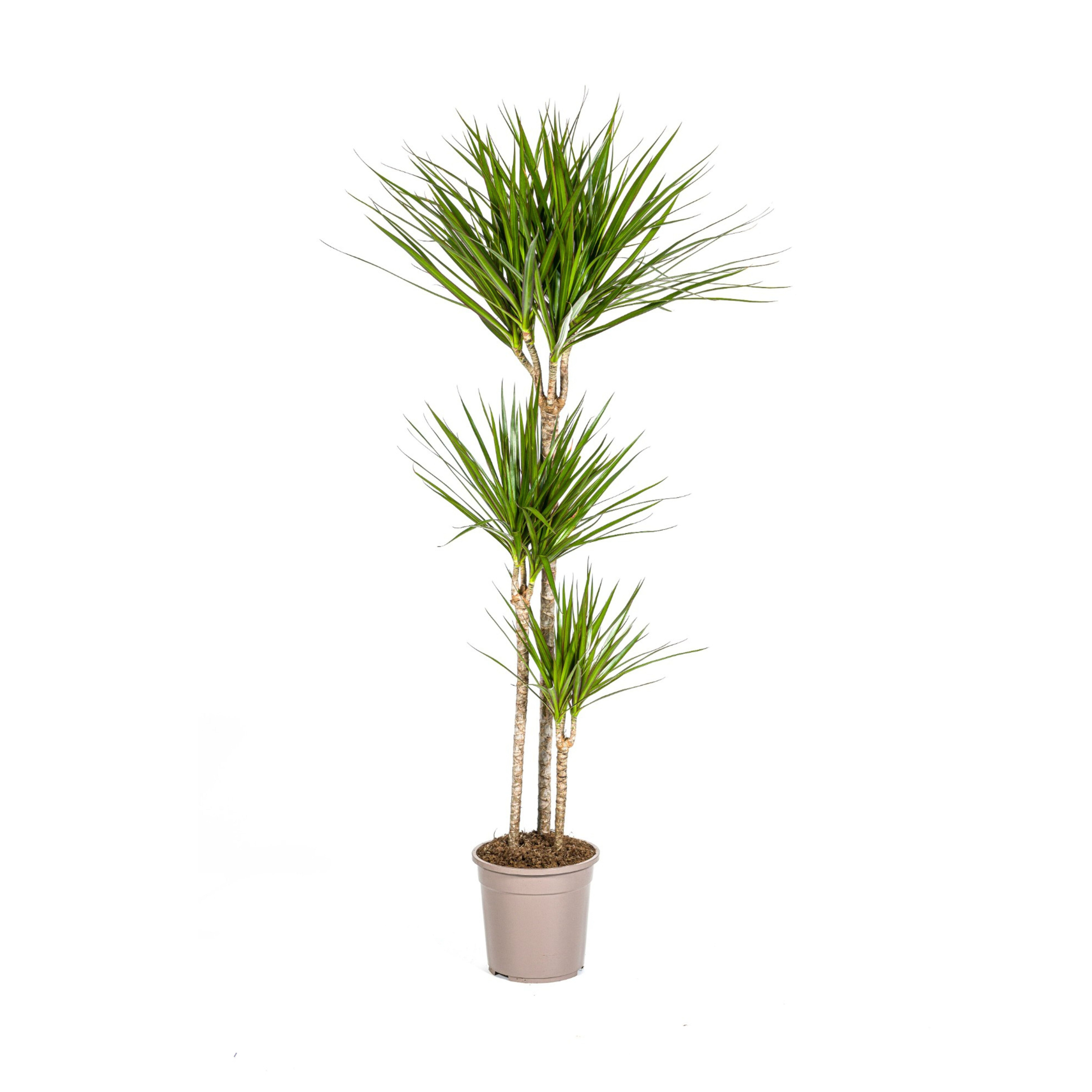 Drachenbaum Marginata Green – 130-150cm hoch