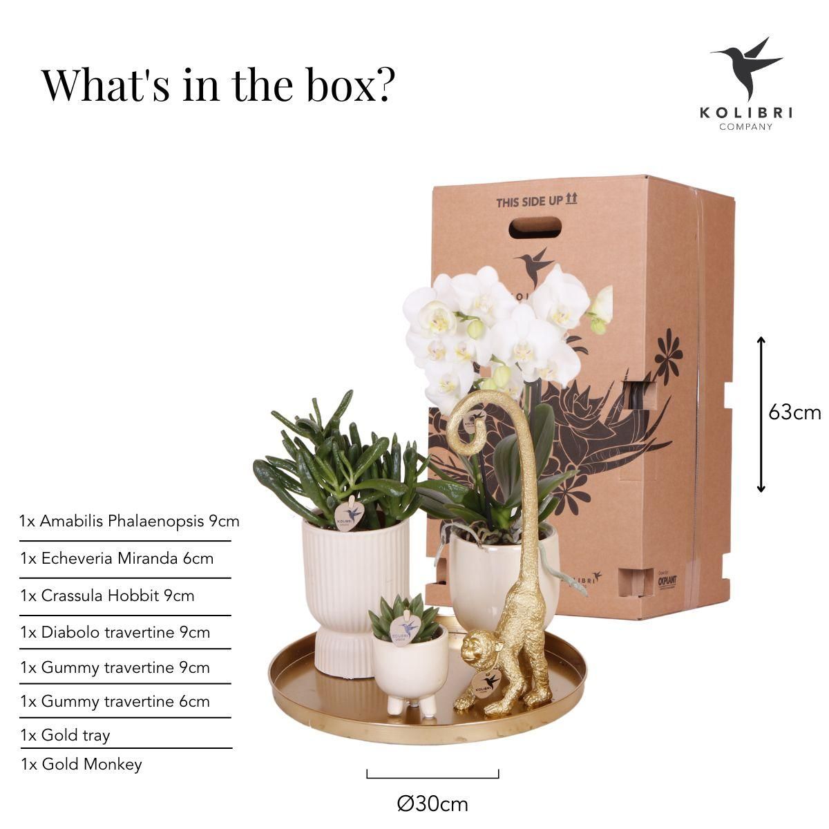 Phalaenopsis Orchidee mit Sukkulenten Luxury Living Set