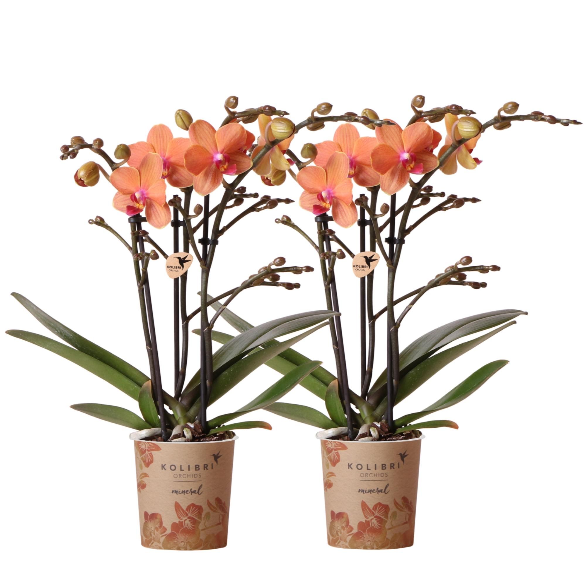 Phalaenopsis Orchidee Bolzano Orange im 2er-Set