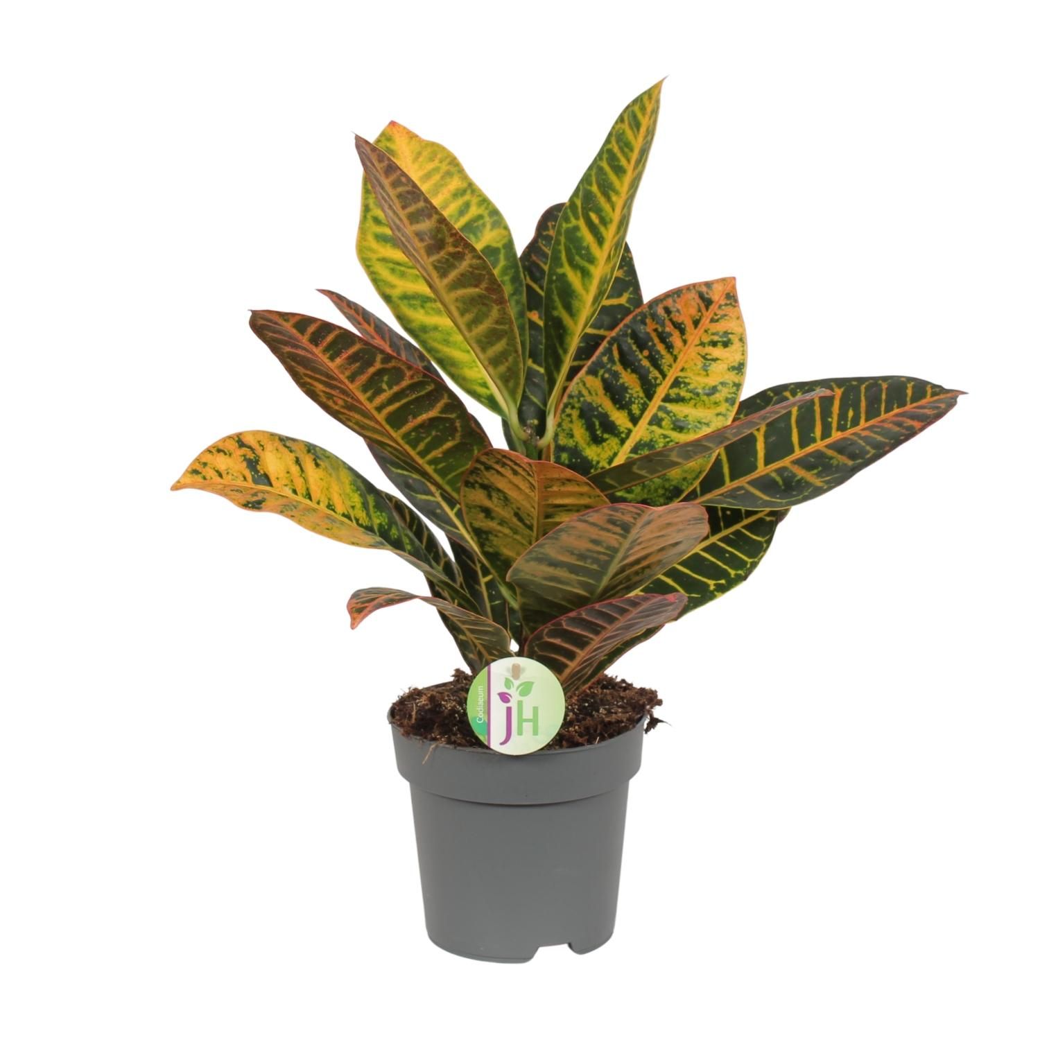 Croton Codiaeum Petra Zimmerpflanze