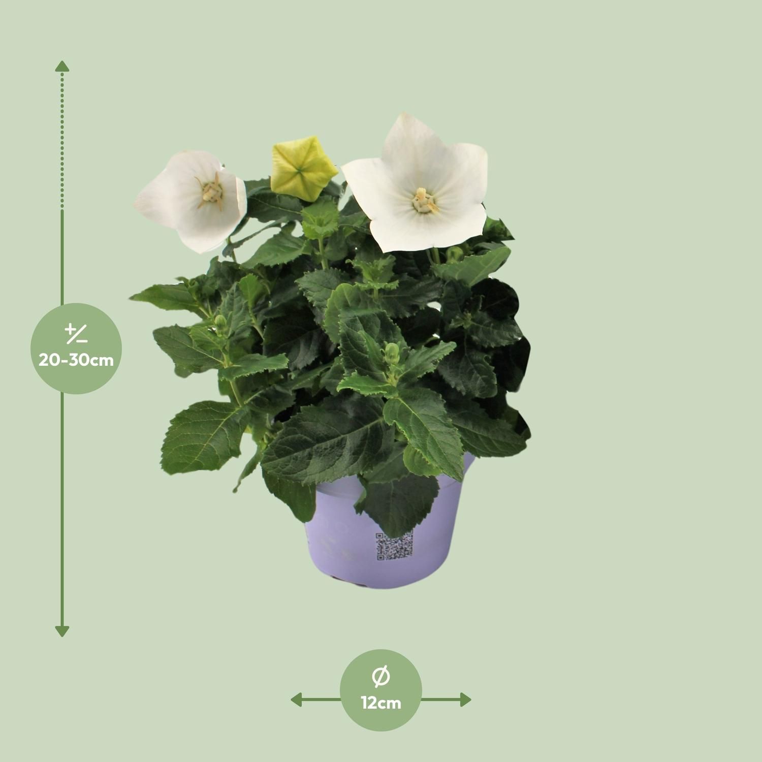 Ballonblume Platycodon White - Charmante Zimmerpflanze