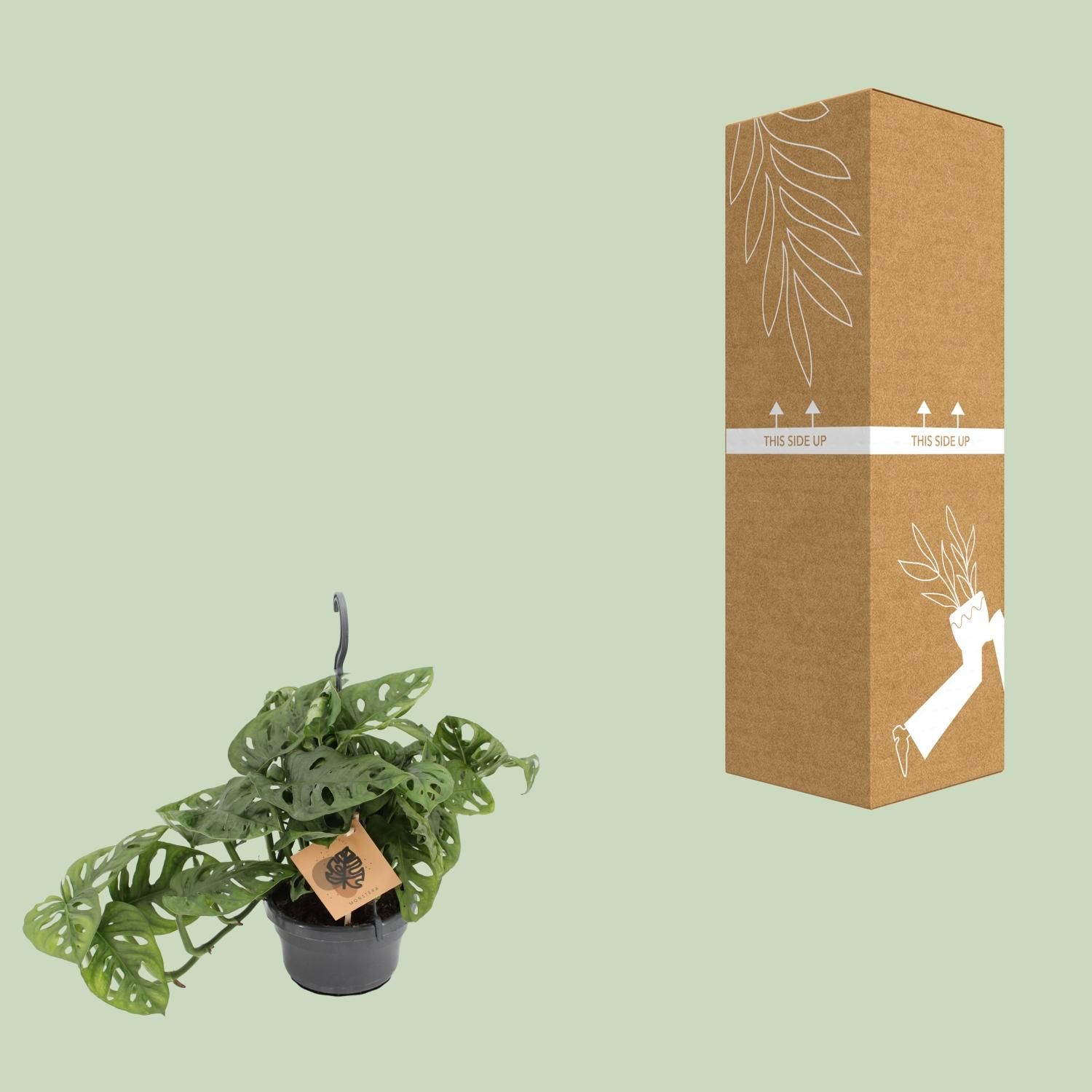 Monstera Monkey Zimmerpflanze