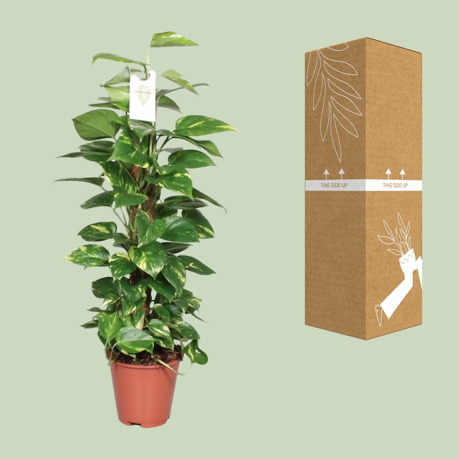 Goldene Efeutute Epipremnum Mosstok