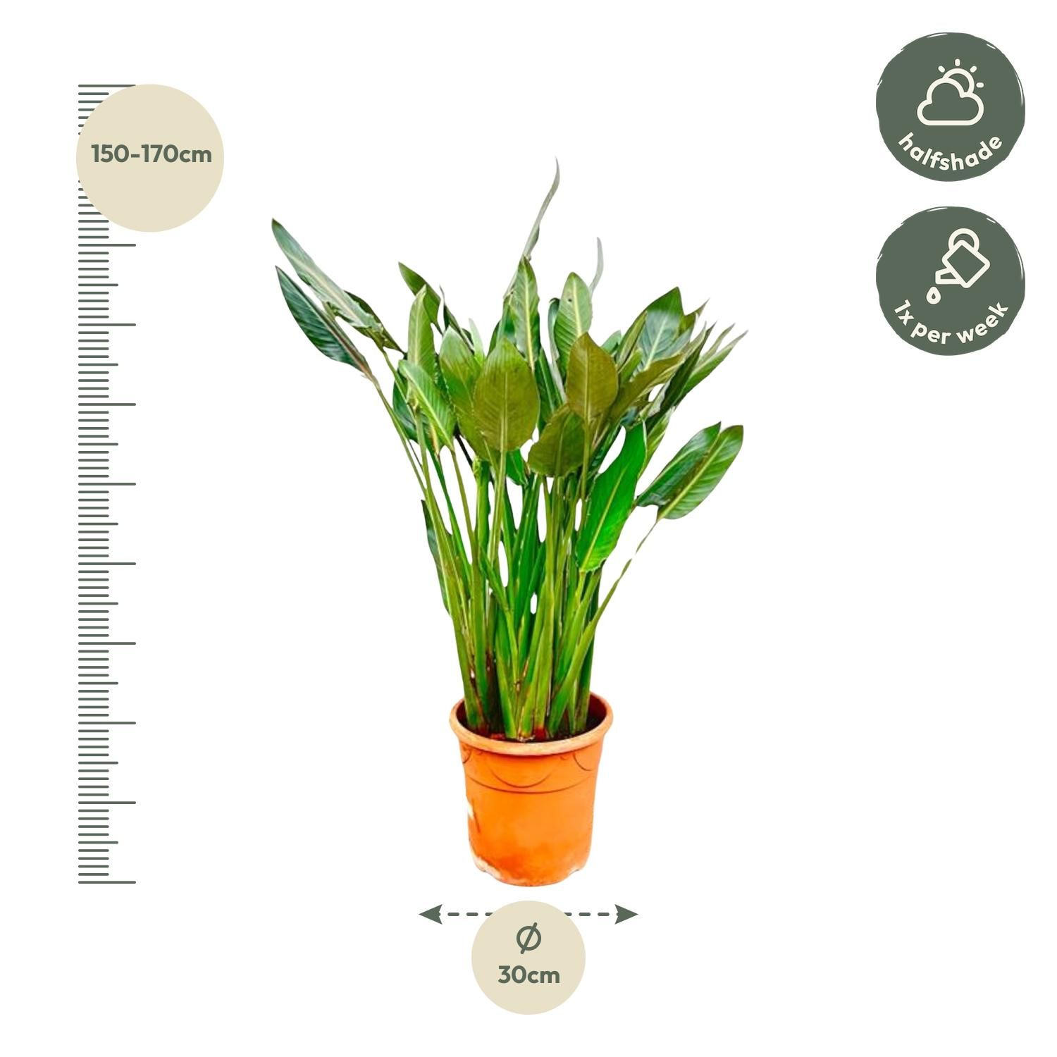 Strelitzia Reginae Paradiesvogelblume