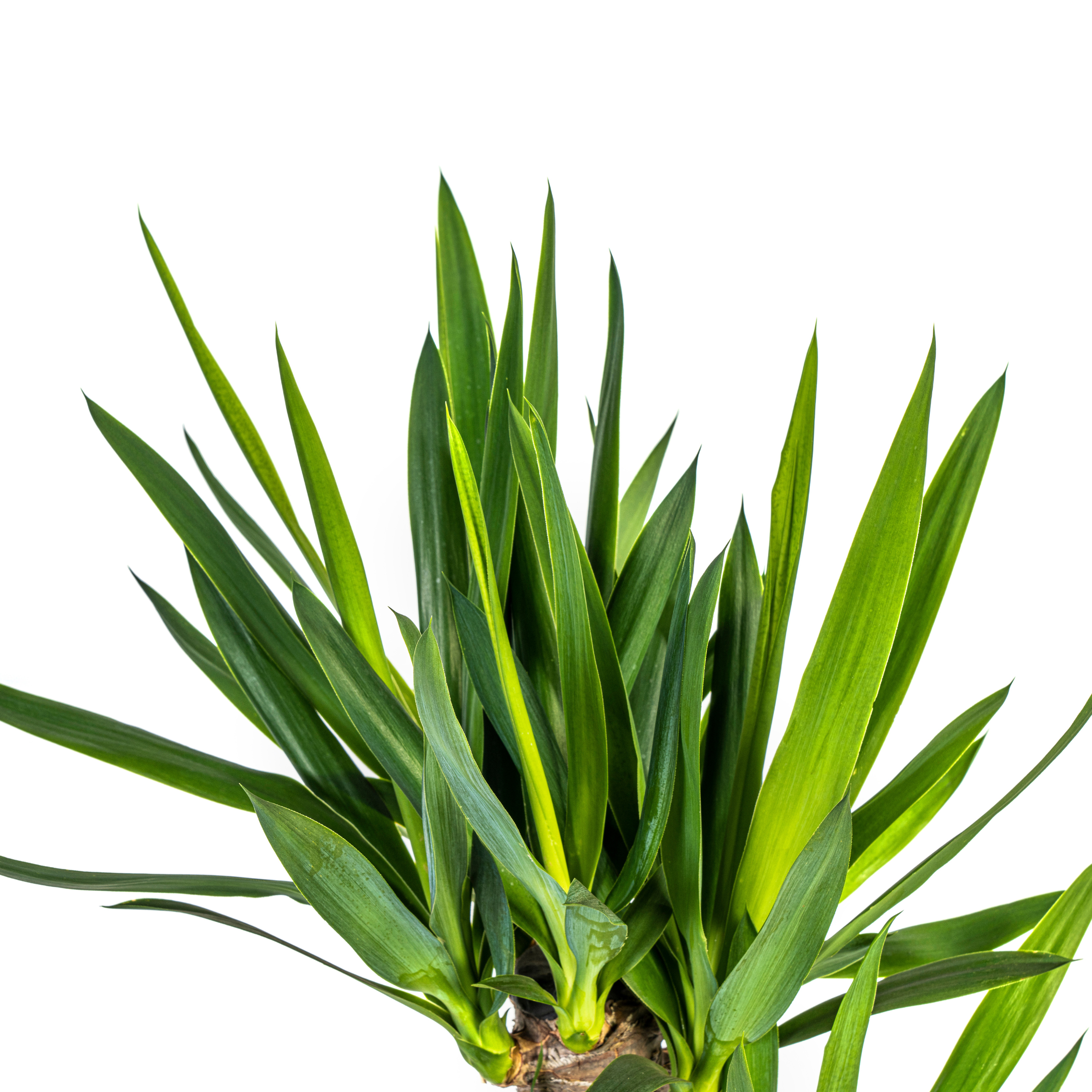 Elefantenfuß Yucca Elephantipes – Ø 21cm – ↕ 90-110cm – Zimmerpflanze