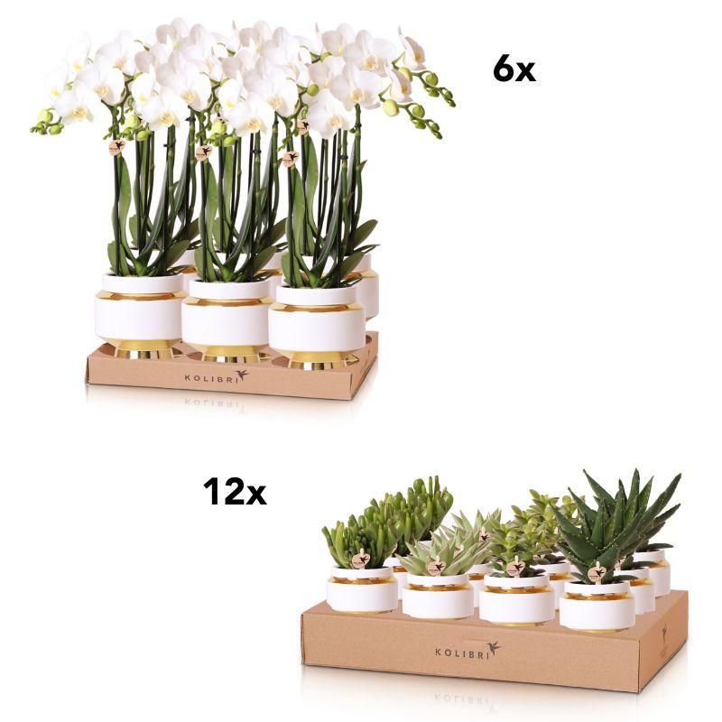 Weiße Phalaenopsis Orchidee – Mini Sukkulente Gold Mix – 9cm & 6cm Topf