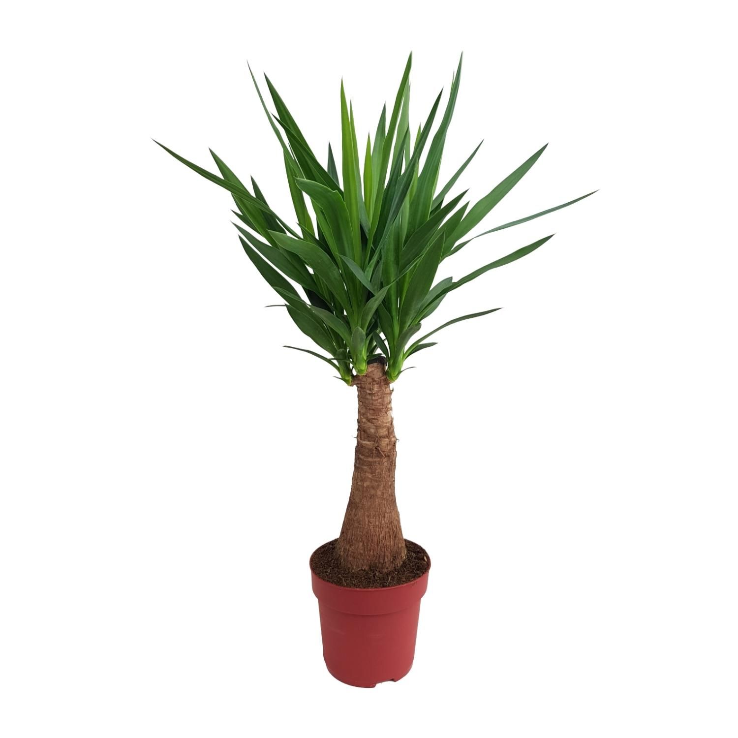 Yucca Maya Tree Zimmerpflanze
