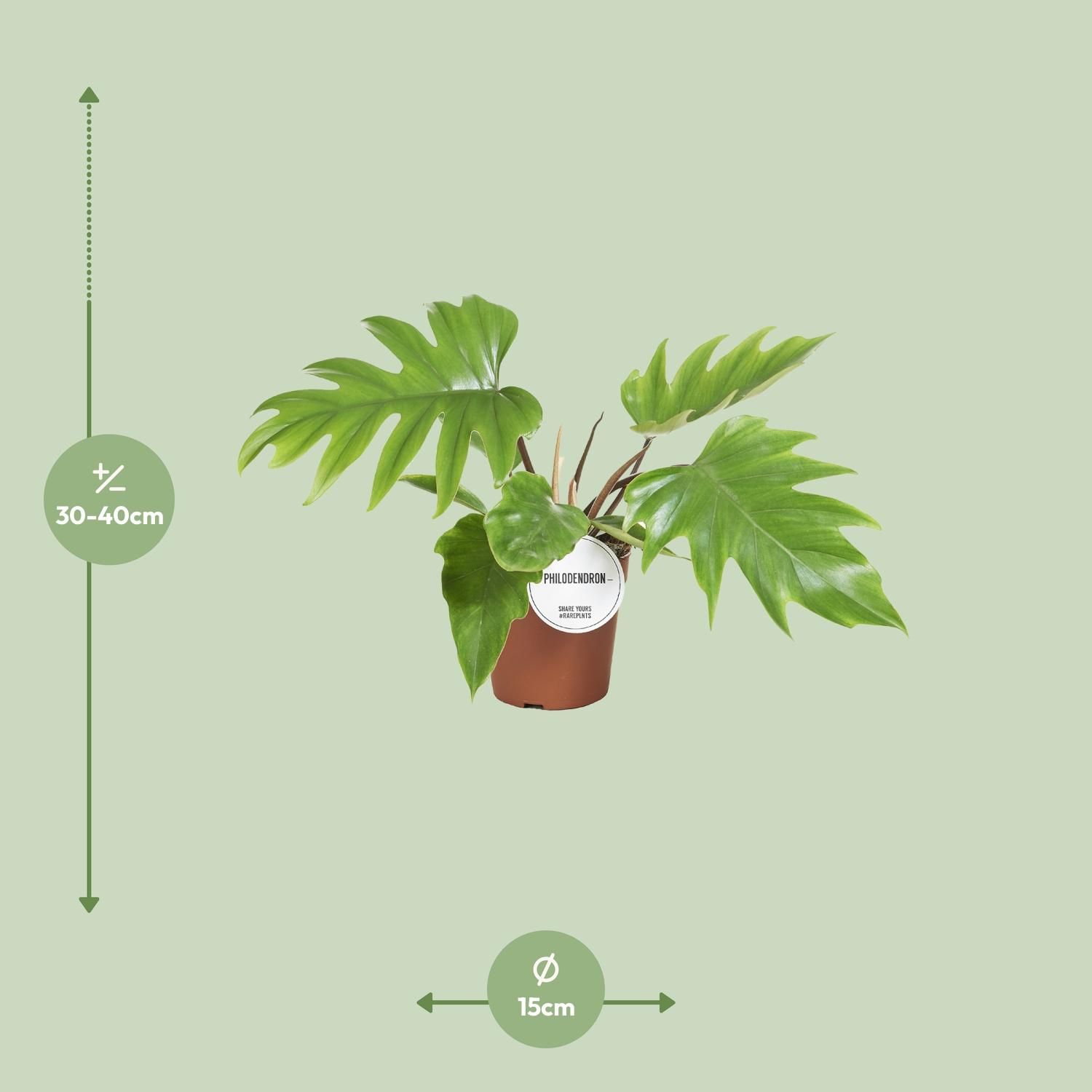 Philodendron Mayoi Zimmerpflanze