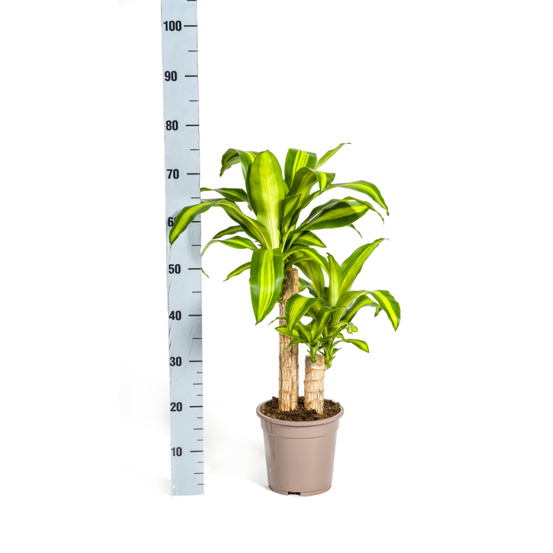Drachenbaum Massangeana Ø19cm – 70-90cm Hoch