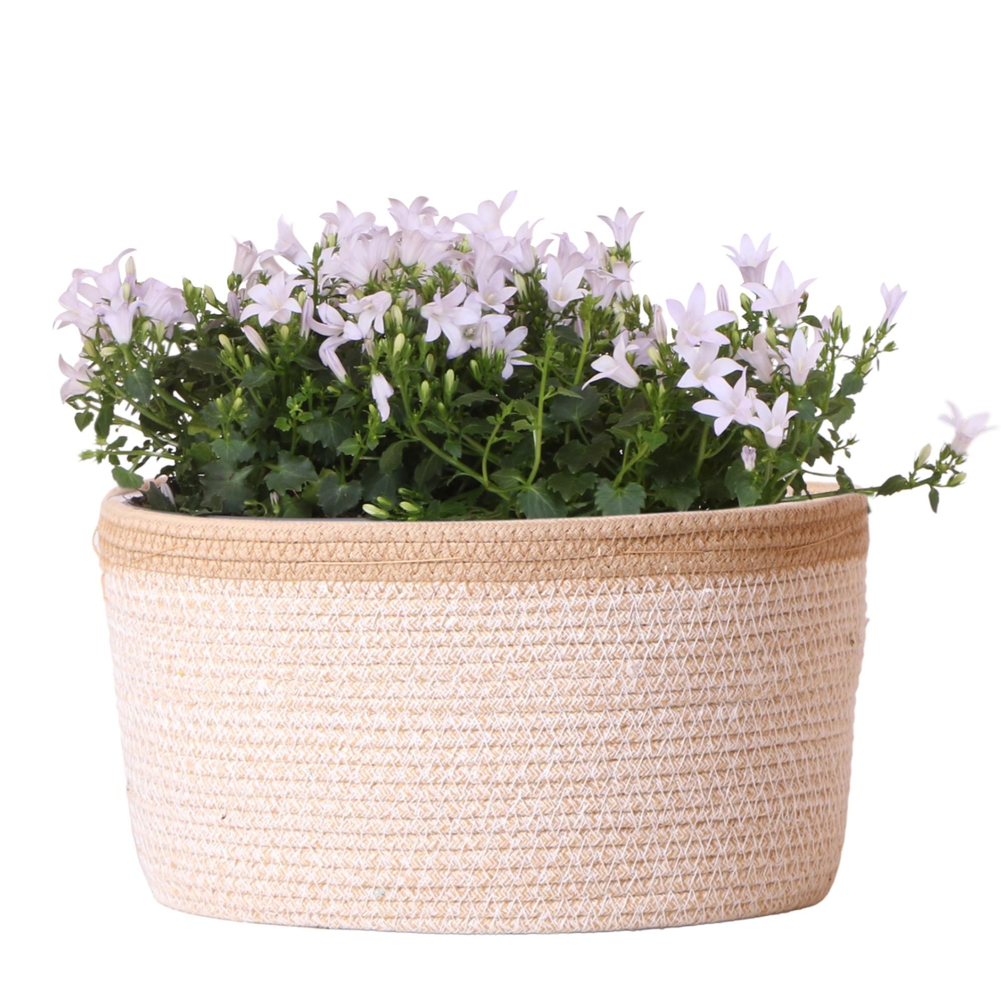 Campanula Addenda Weiß im Baumwollkorb mit Bewässerungssystem