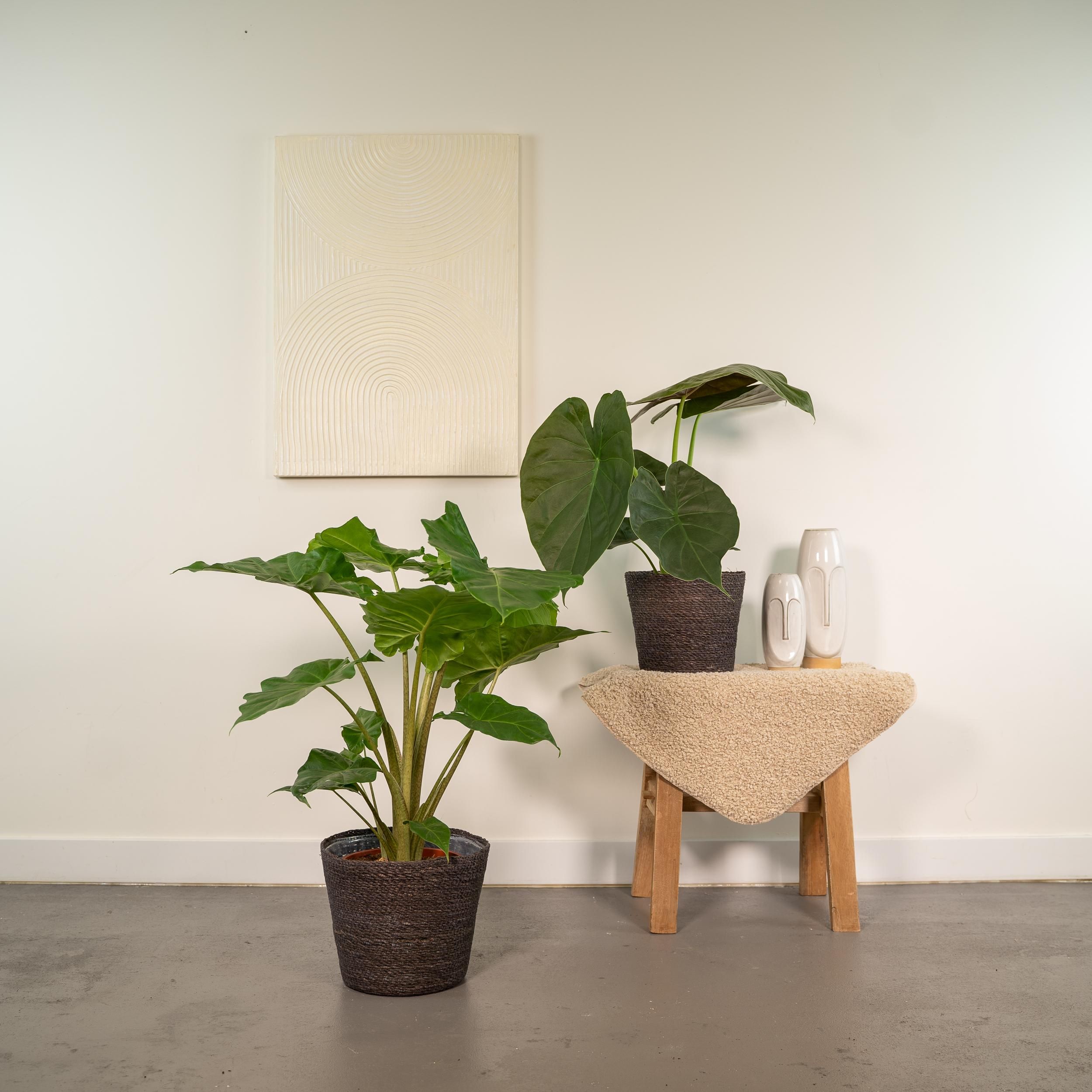 Alocasia Wentii und Portodora Zimmerpflanzen Set