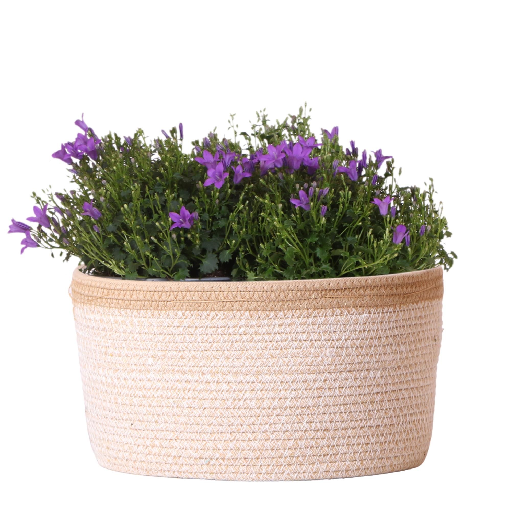 Campanula Addenda Ambella Glockenblume im Baumwollkorb mit Bewässerungssystem